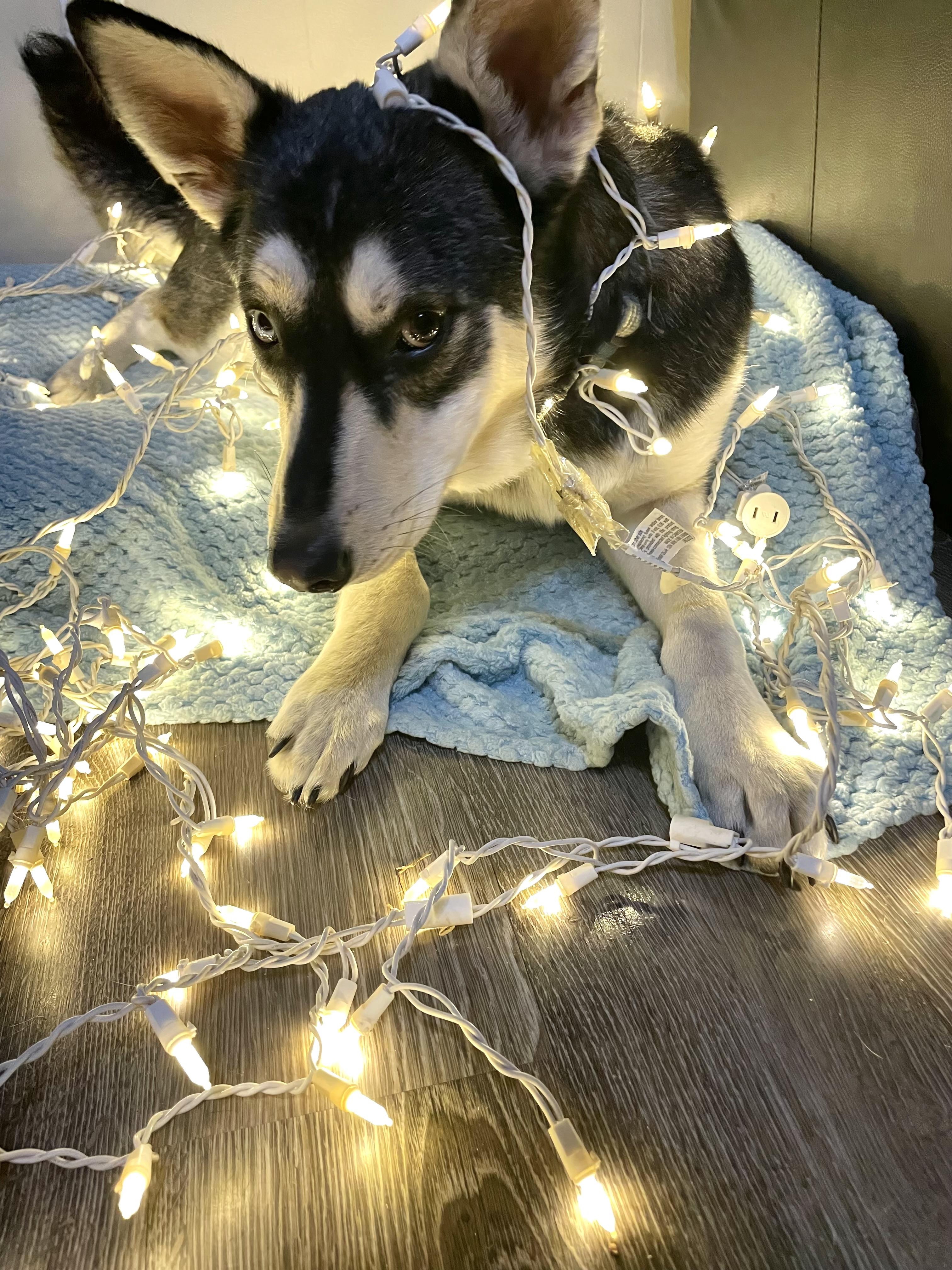 Enlarge Franklin, a Adoptable Husky in Houston, TX image 3/6