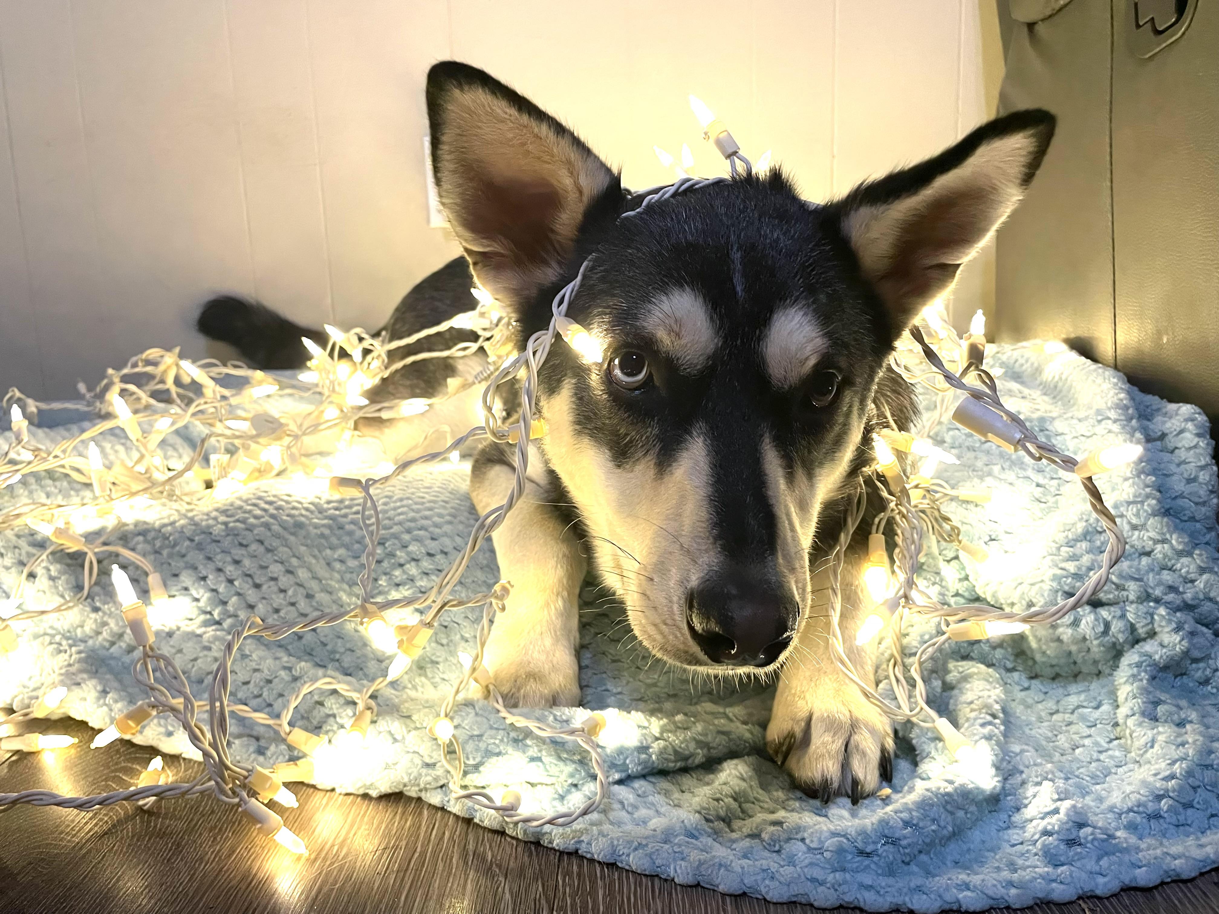 Franklin, Adoptable, Adult Male Husky.