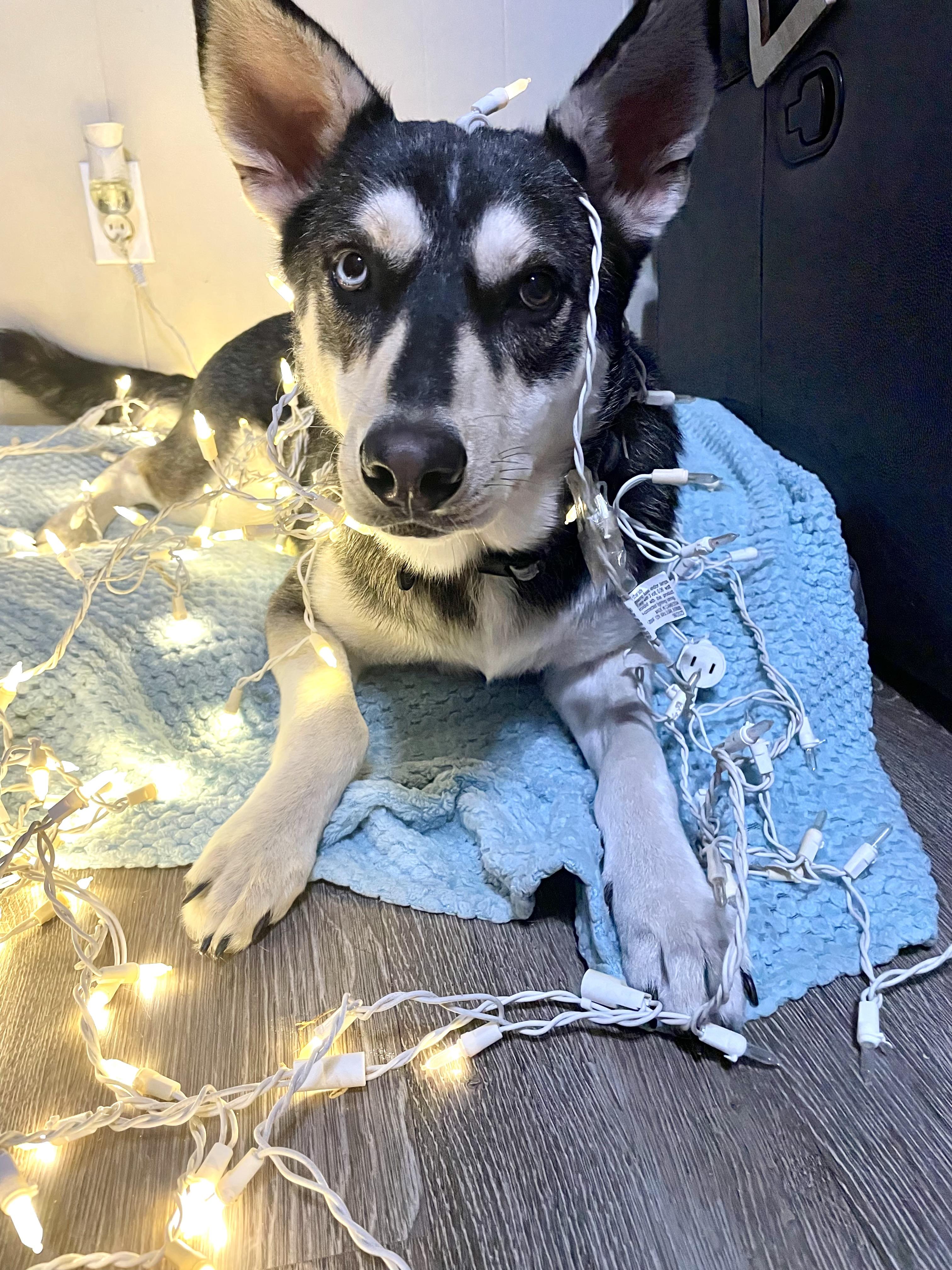 Enlarge Franklin, a Adoptable Husky in Houston, TX image 5/6