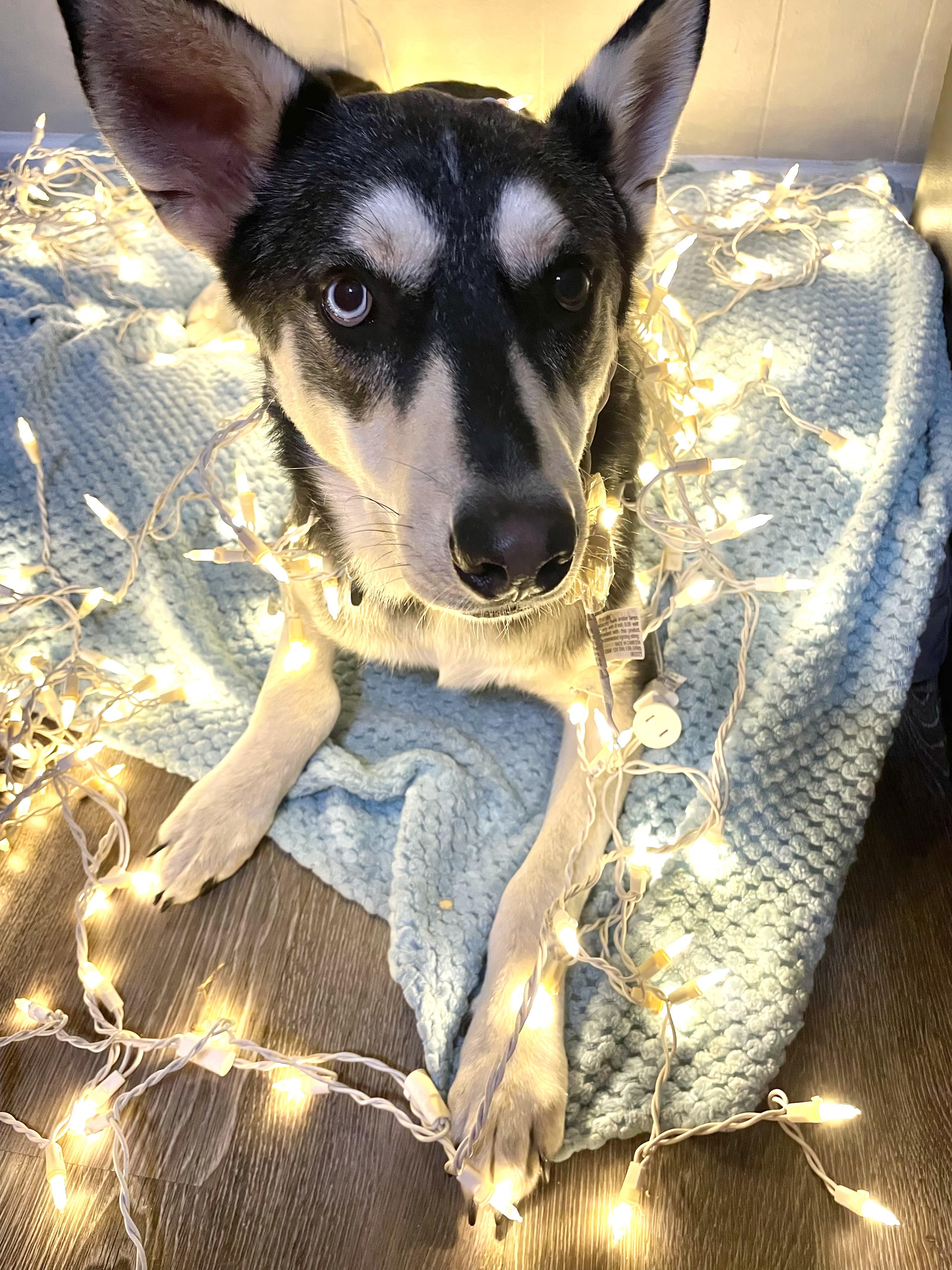 Enlarge Franklin, a Adoptable Husky in Houston, TX image 6/6