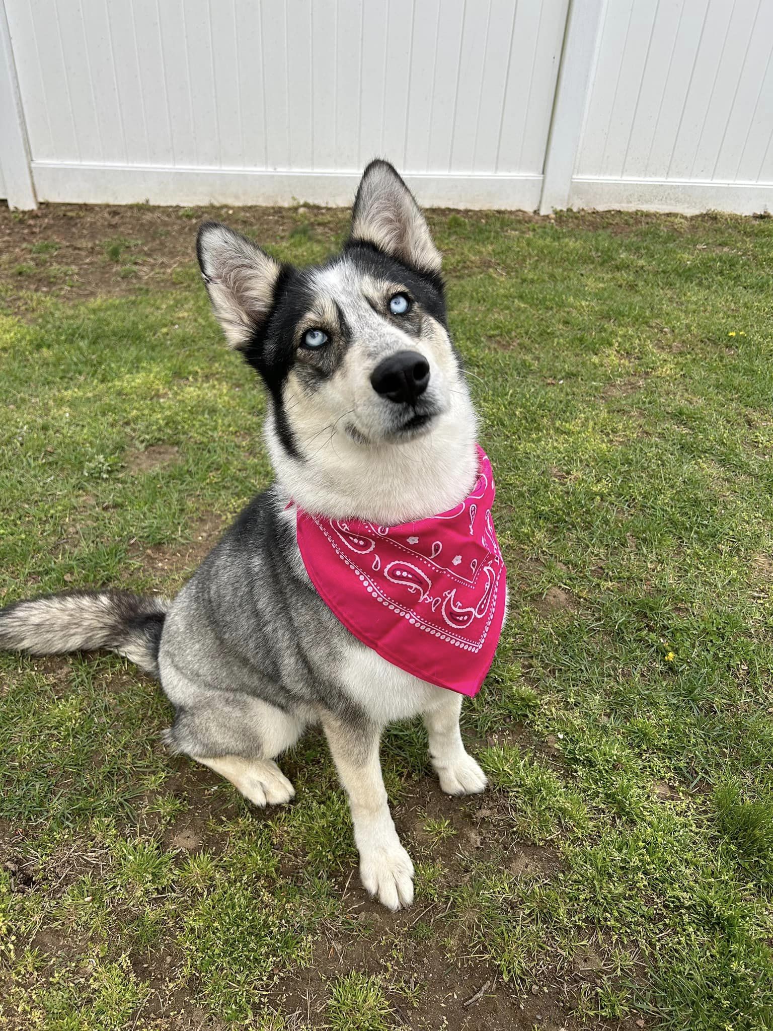 Enlarge Astana, a Adoptable Husky in Old Westbury, NY image 1/6