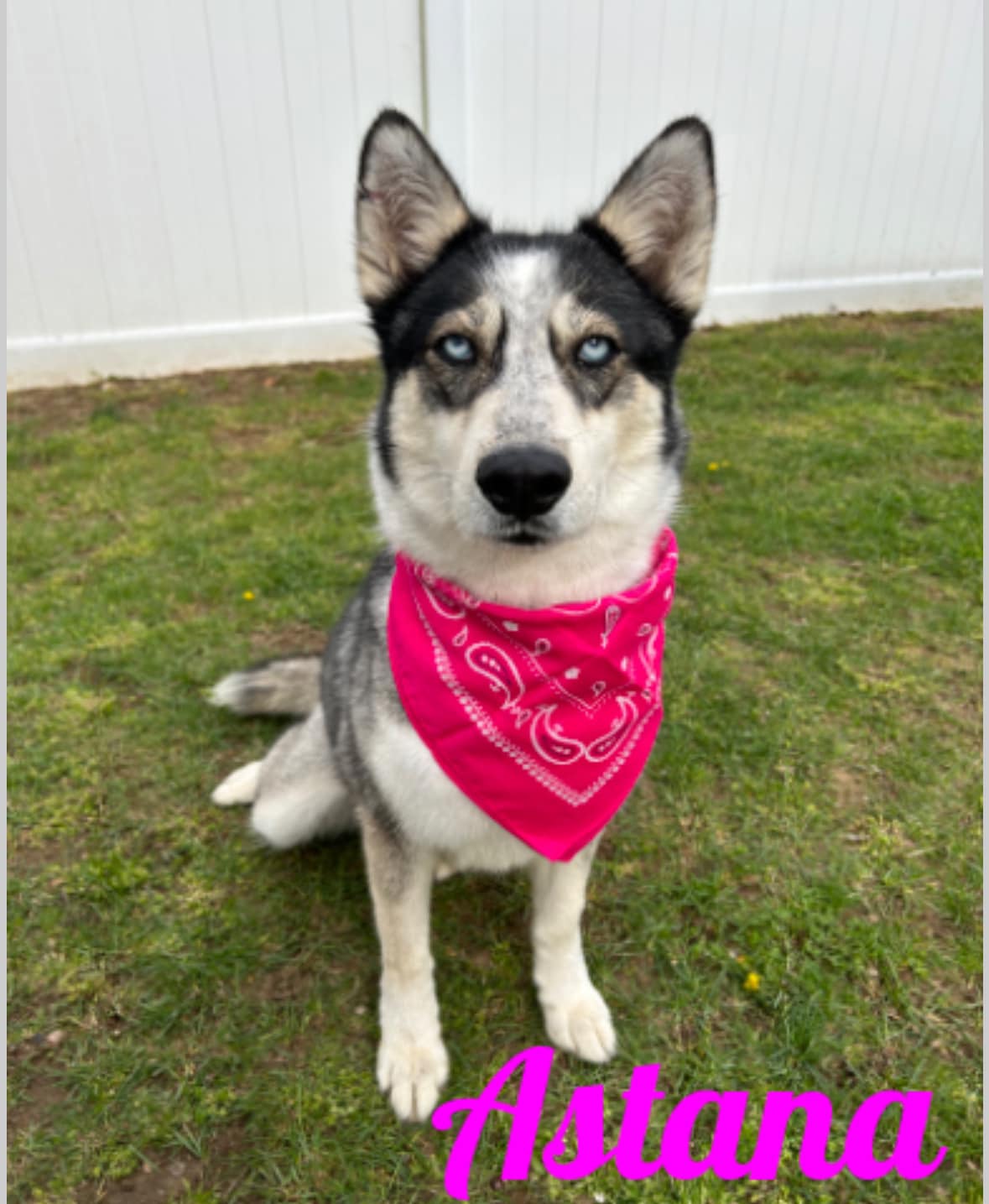 Enlarge Astana, a Adoptable Husky in Old Westbury, NY image 2/6