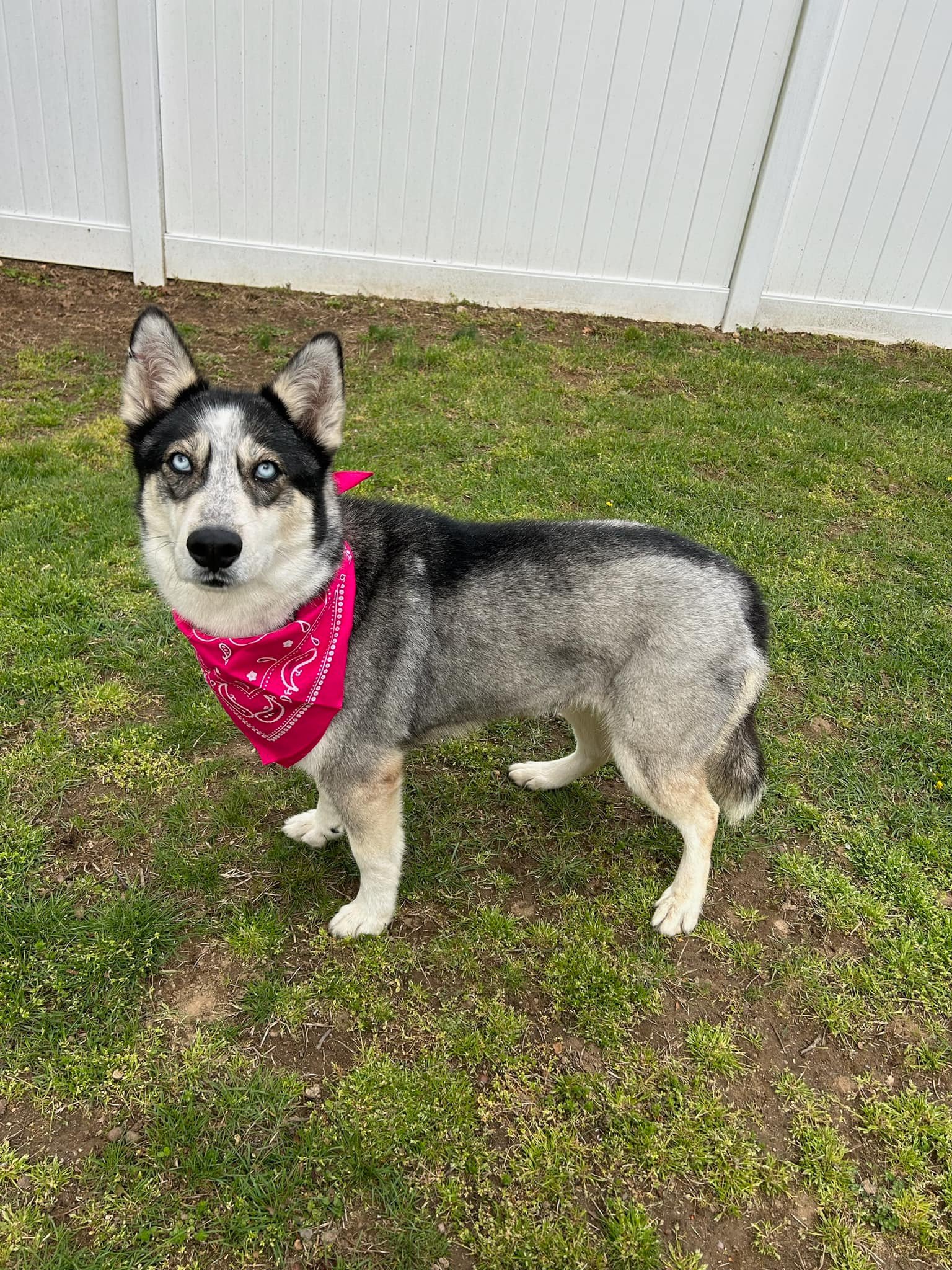 Enlarge Astana, a Adoptable Husky in Old Westbury, NY image 3/6