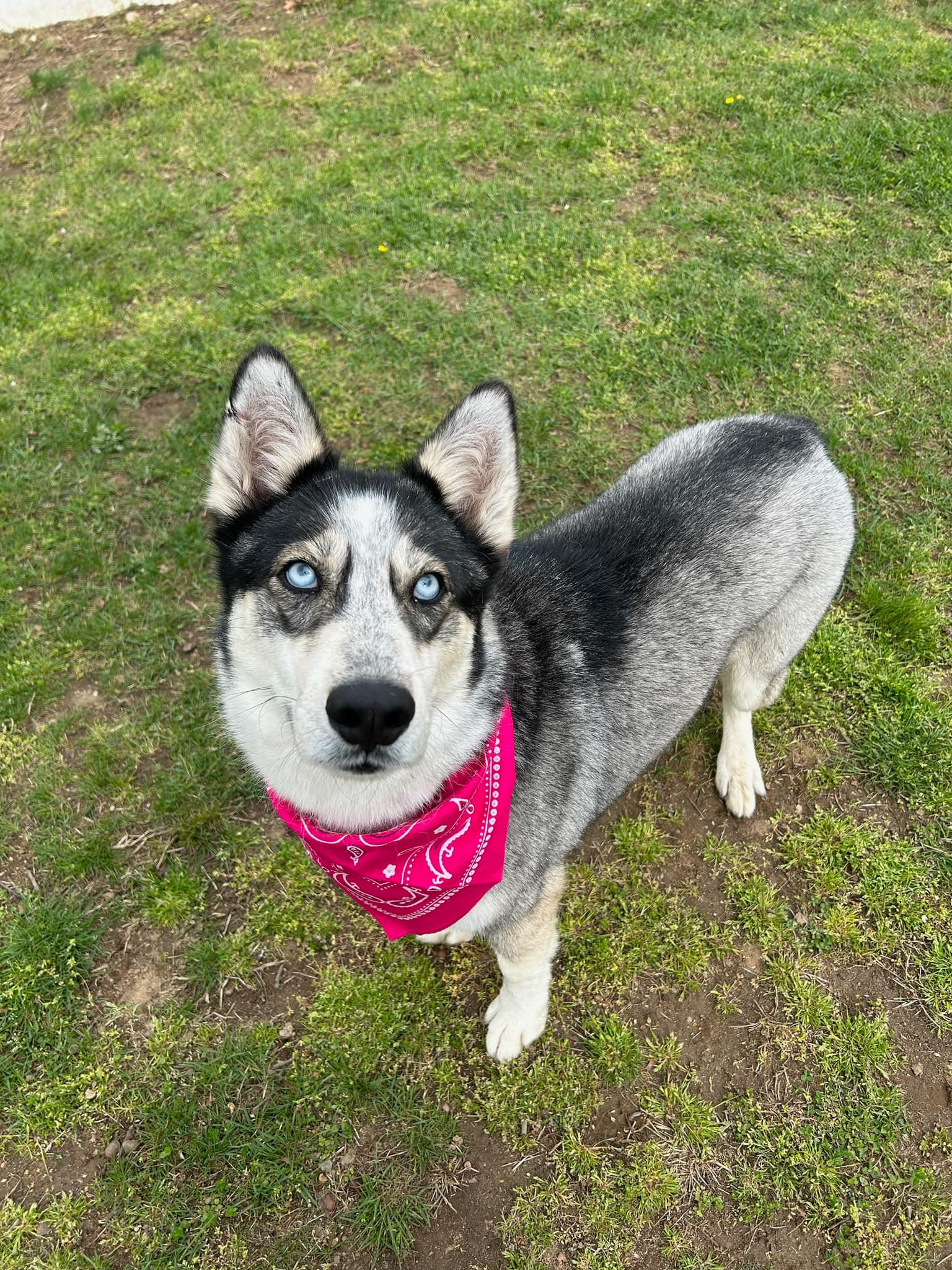 Enlarge Astana, a Adoptable Husky in Old Westbury, NY image 4/6