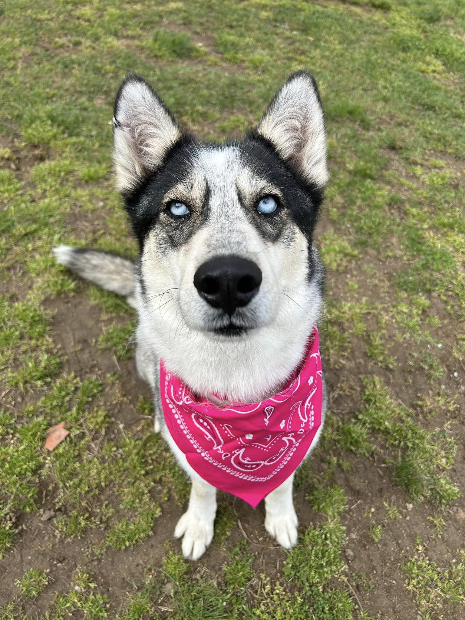 Enlarge Astana, a Adoptable Husky in Old Westbury, NY image 5/6