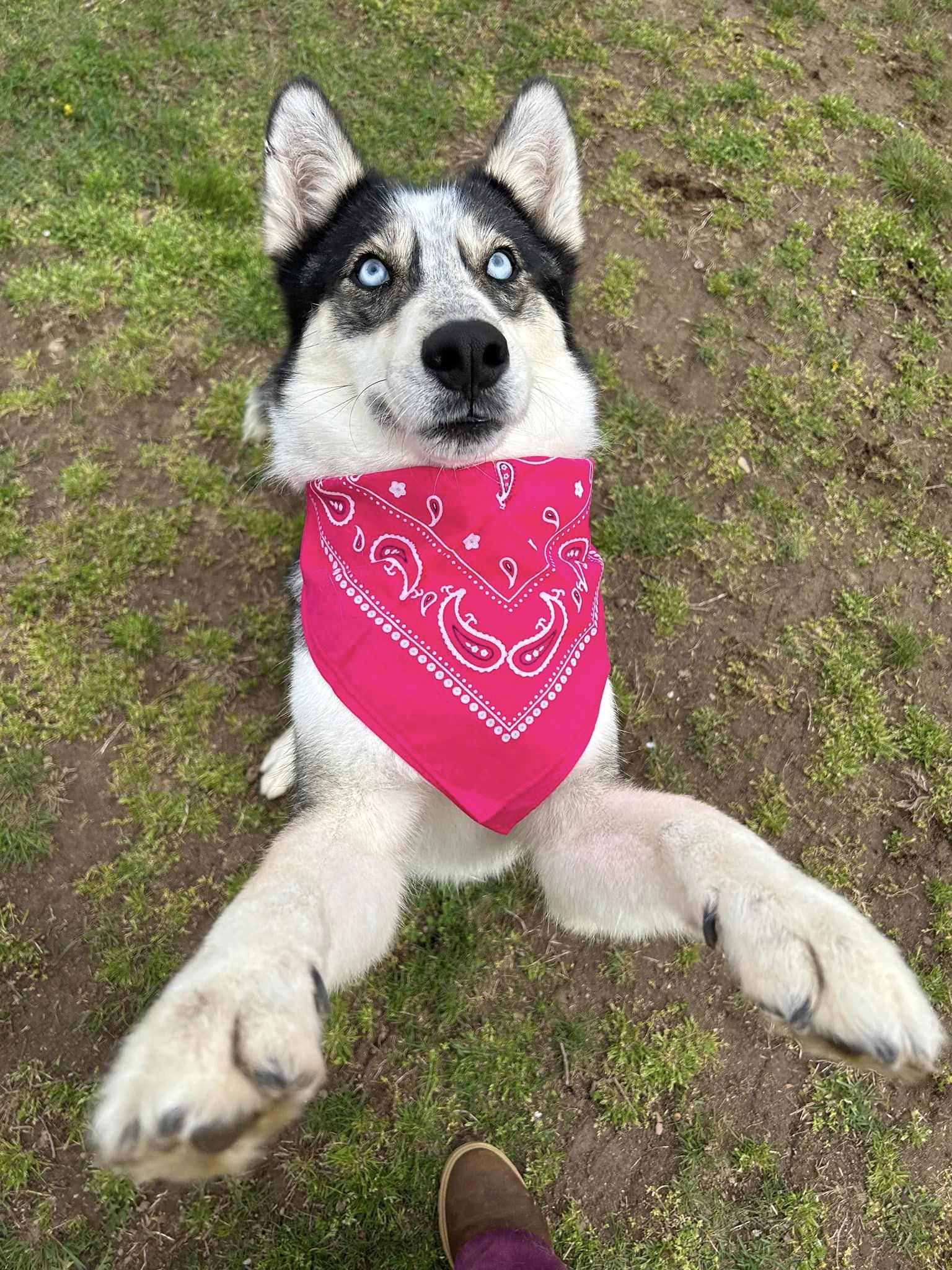 Enlarge Astana, a Adoptable Husky in Old Westbury, NY image 6/6