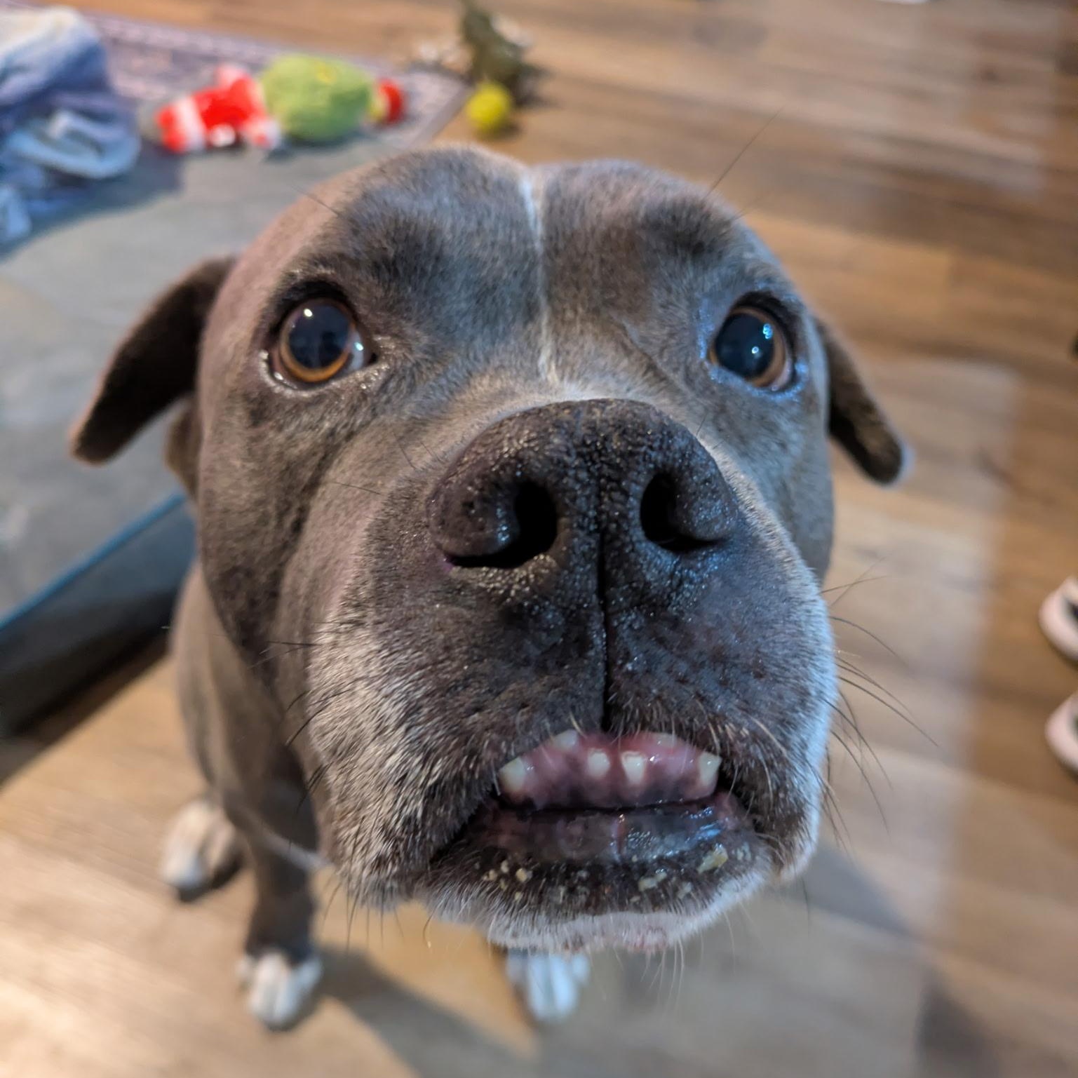 Tyson, Adoptable, Adult Male Staffordshire Bull Terrier.