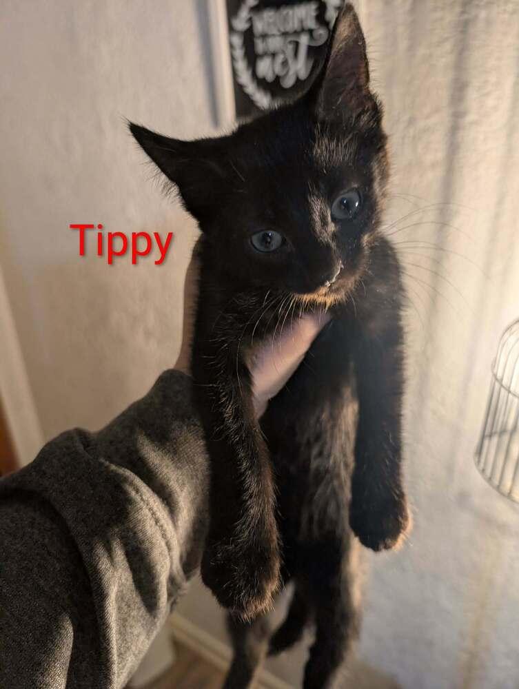 Enlarge Tippy k-522, a Adoptable Domestic Short Hair in Metamora, IL image 1/1