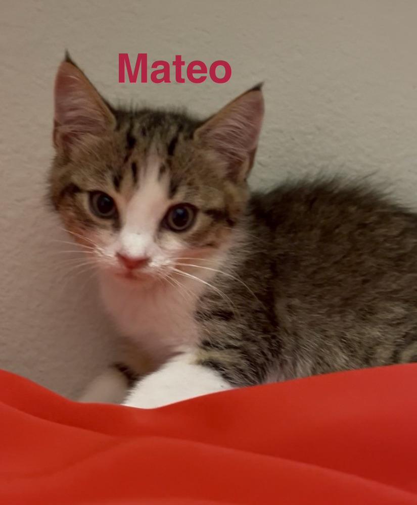 Mateo, Adoptable, Kitten Male Tabby.