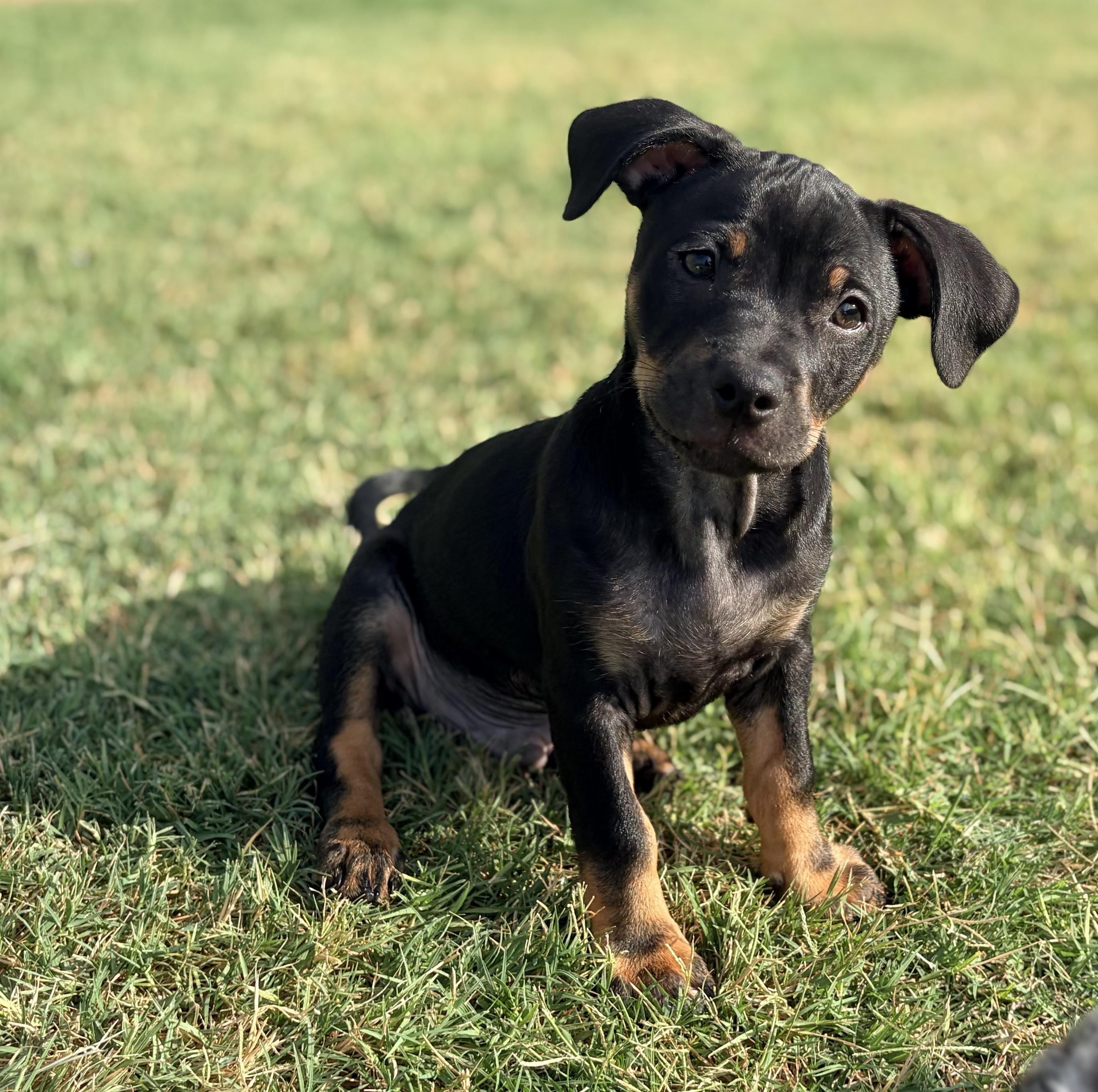 Enlarge Bon Jovi, a Adoptable mixed breed in Coppell, TX image 2/5