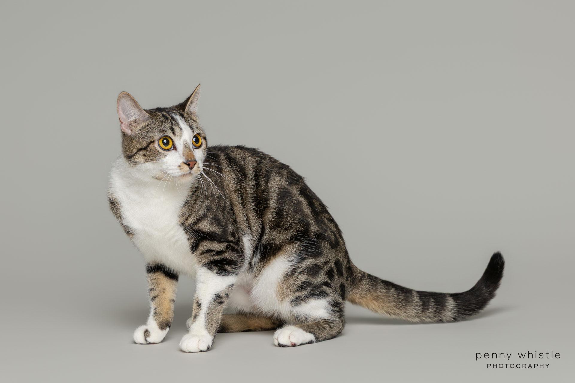 Bon Jovi, a Adoptable mixed breed in Coppell, TX image 1/4