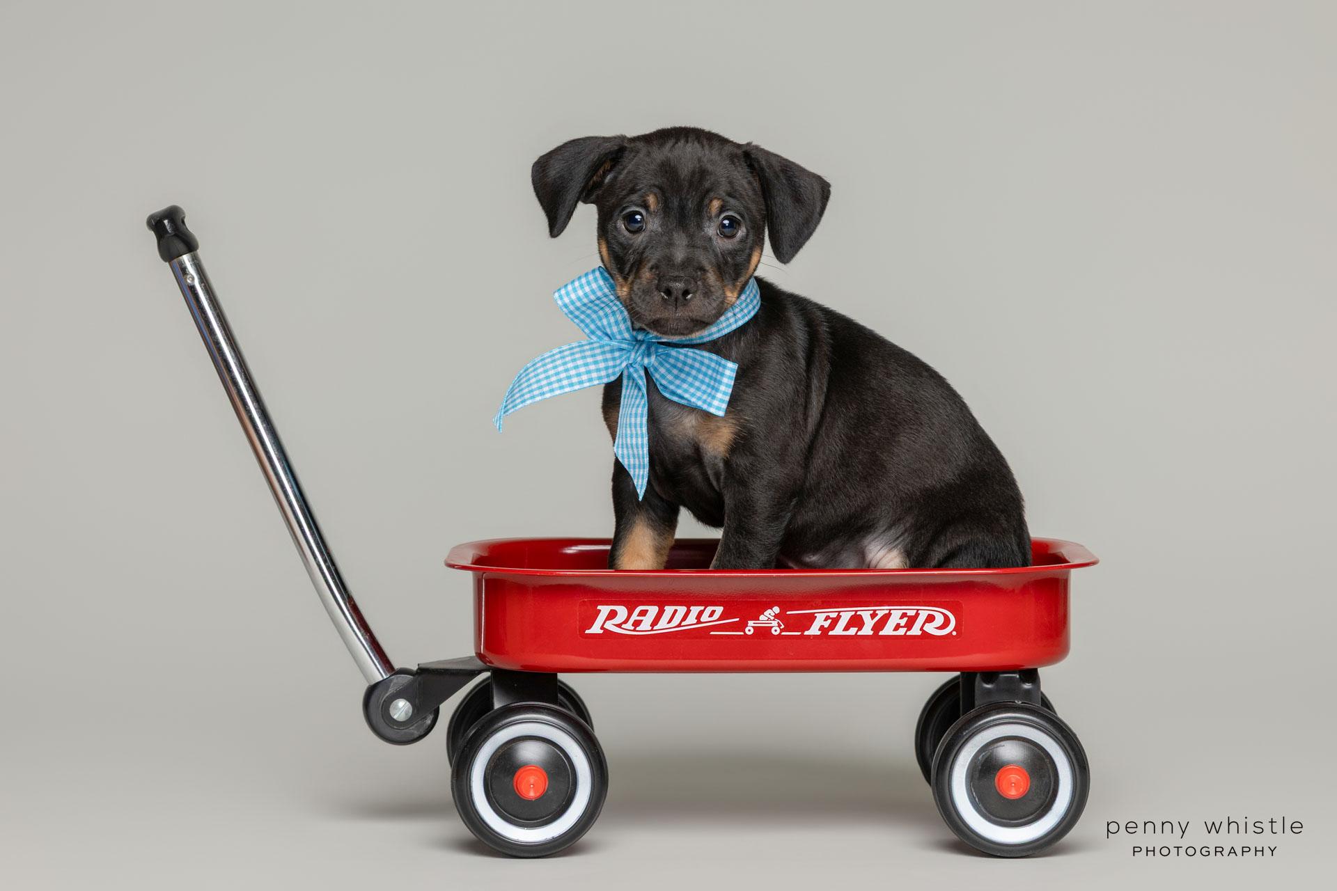 Bon Jovi, Adoptable, Puppy Male Terrier.