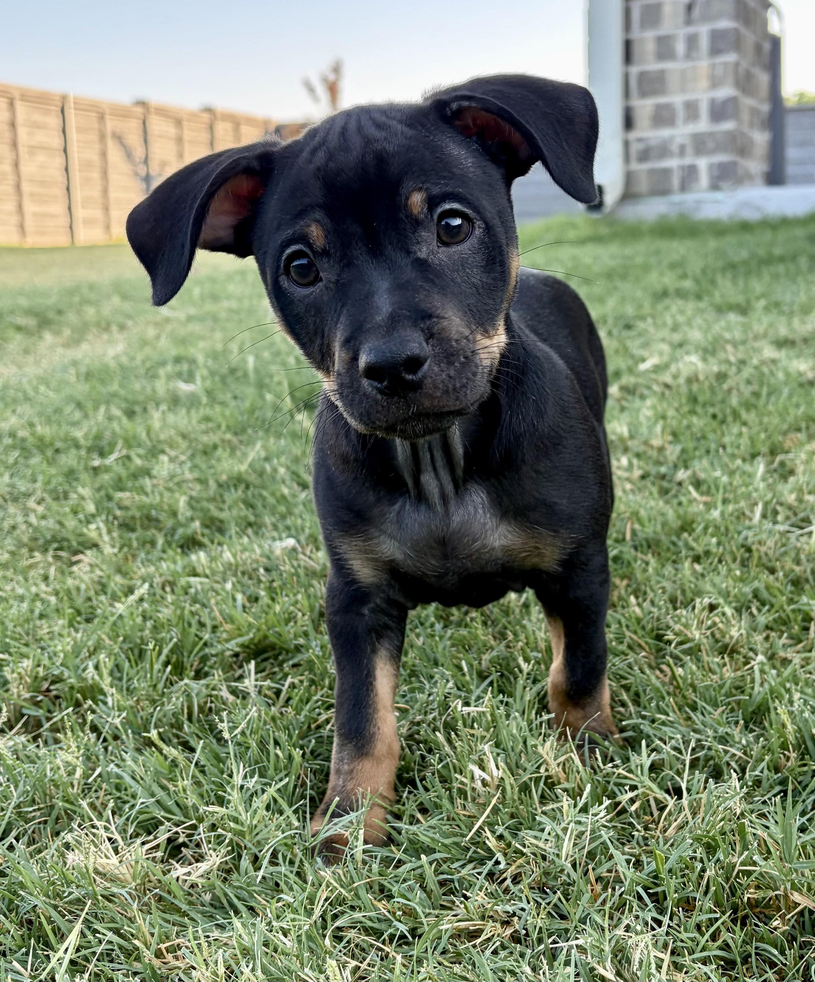 Bon Jovi, Adoptable, Puppy Male Terrier.