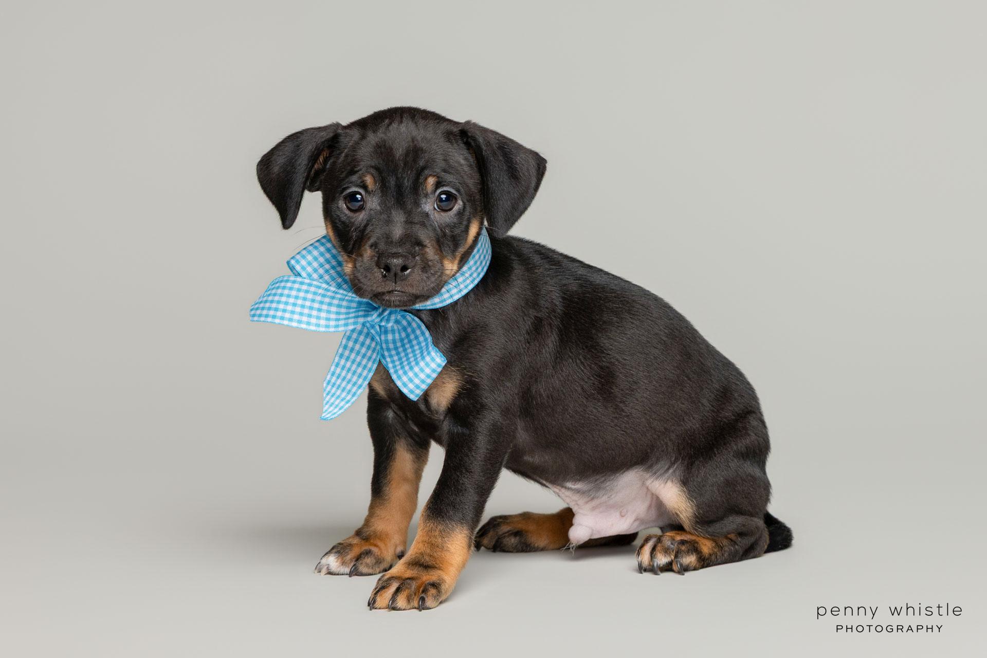 Bon Jovi, a Adoptable mixed breed in Coppell, TX image 3/4