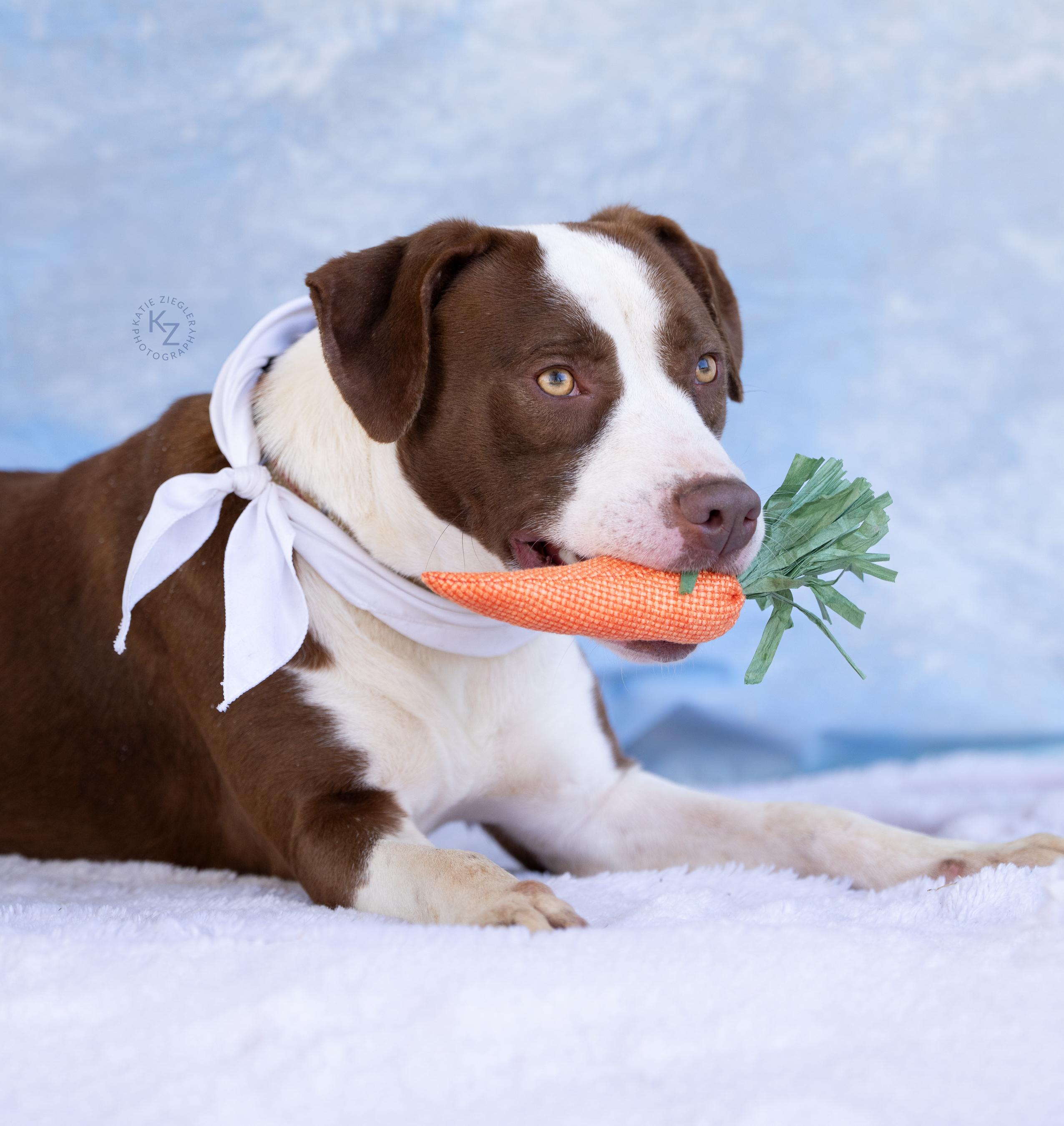 Holly, a Adoptable Mixed Breed in Huntsville, AL image 2/6