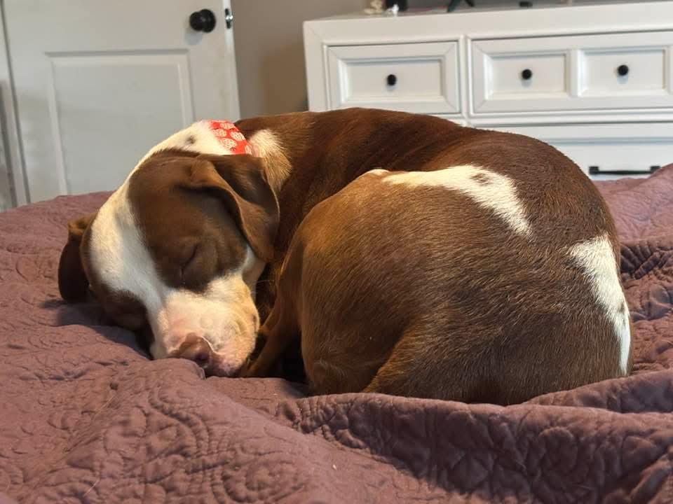 Holly, a Adoptable Mixed Breed in Huntsville, AL image 3/6