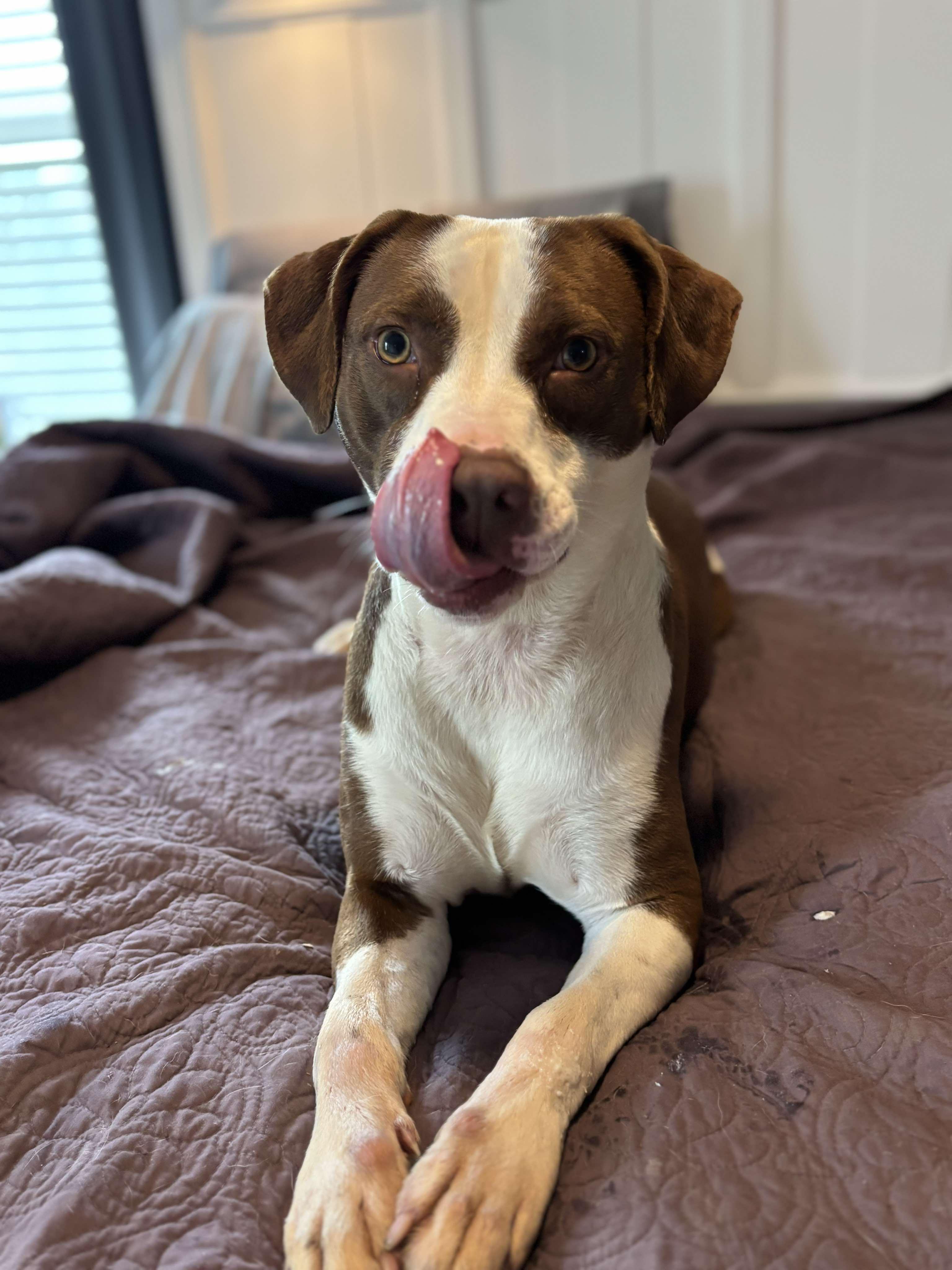 Holly, a Adoptable Mixed Breed in Huntsville, AL image 1/6