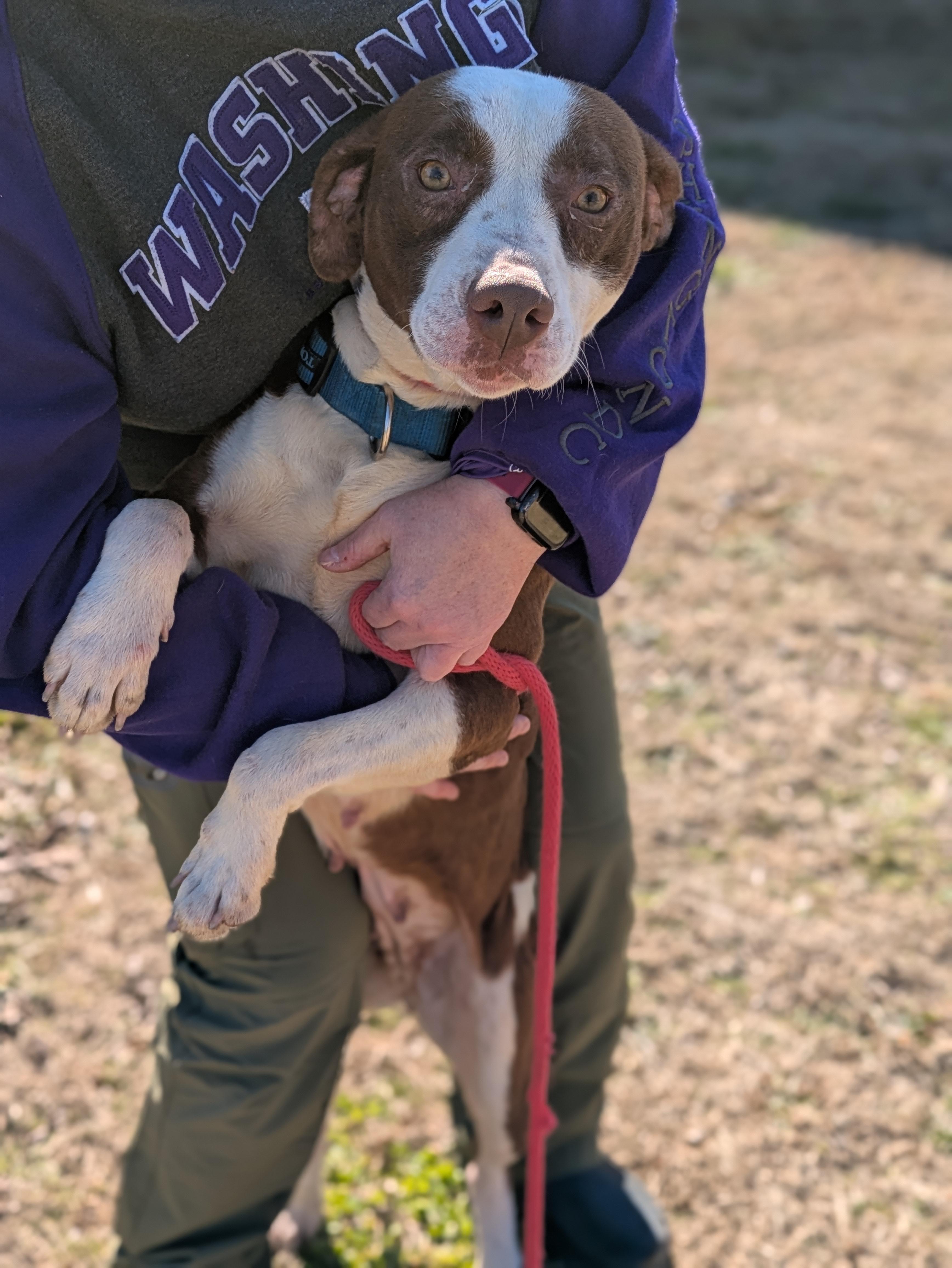 Holly, a Adoptable Mixed Breed in Huntsville, AL image 5/6