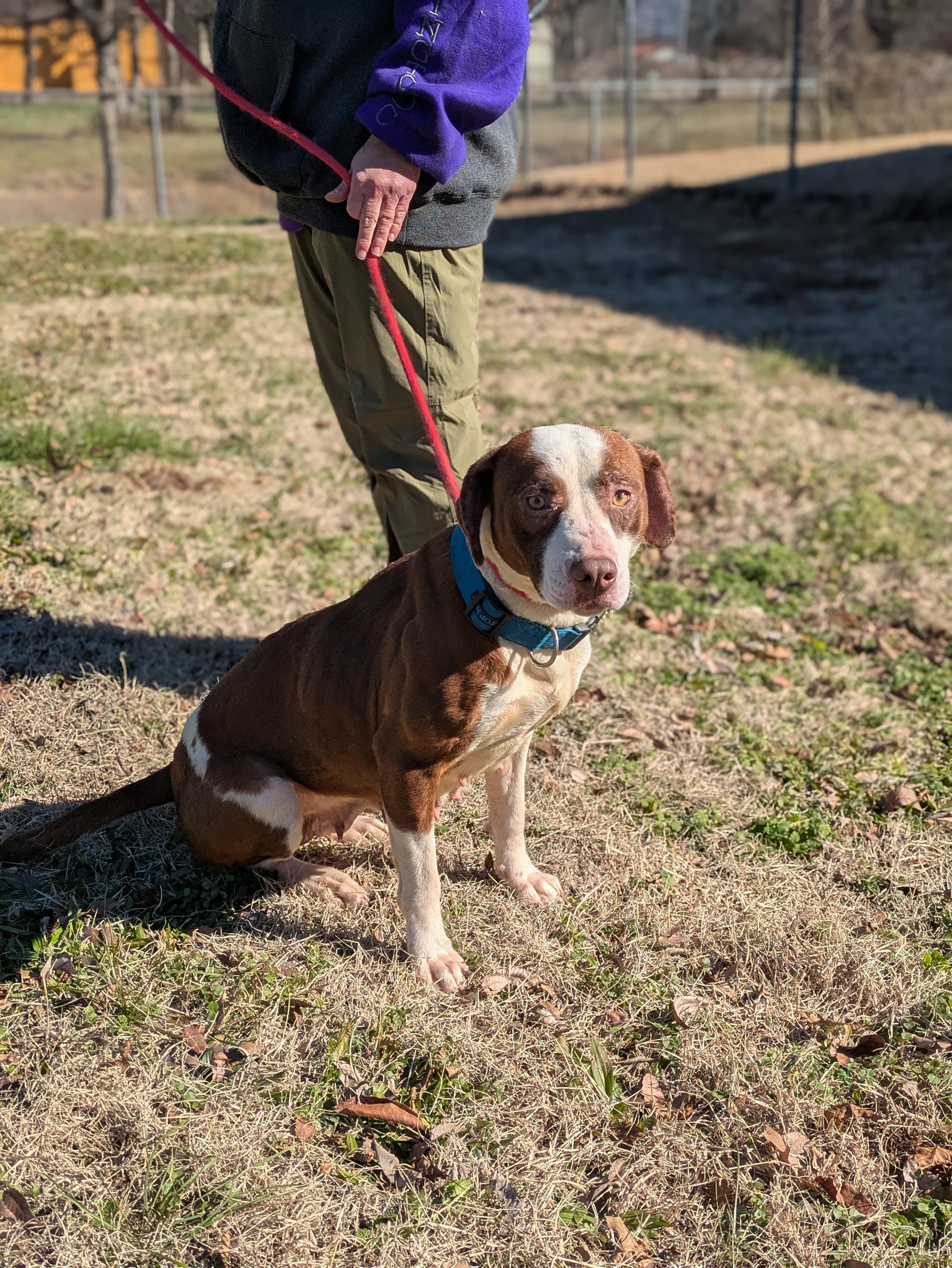 Holly, a Adoptable Mixed Breed in Huntsville, AL image 4/6