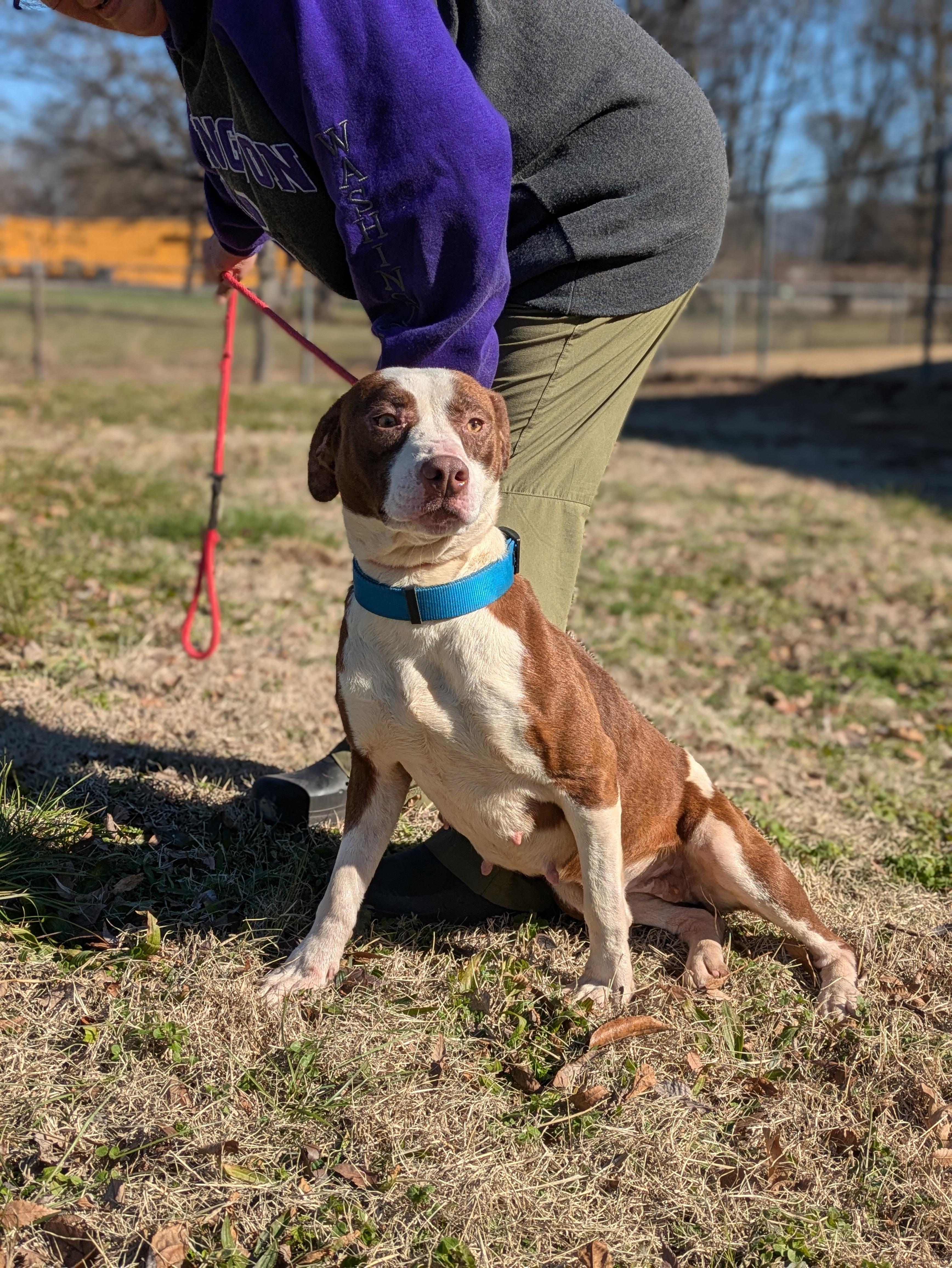 Holly, a Adoptable Mixed Breed in Huntsville, AL image 6/6