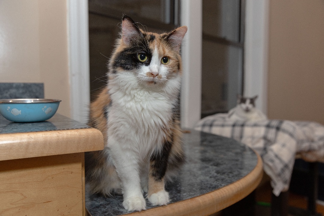 Mittens, Adoptable, Adult Female Siberian.