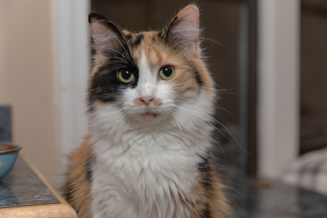 Mittens, a Adoptable Siberian in Chicago, IL image 2/2