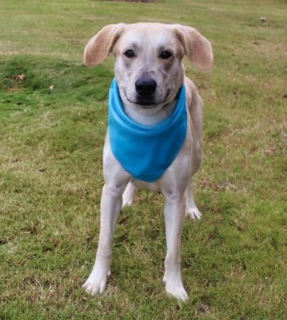 Enlarge Boomer 1185-25, a Adoptable mixed breed in Cumming, GA image 2/3