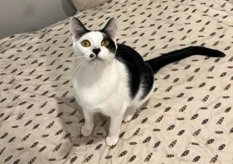 Chance, Adoptable, Adult Male Domestic Short Hair.