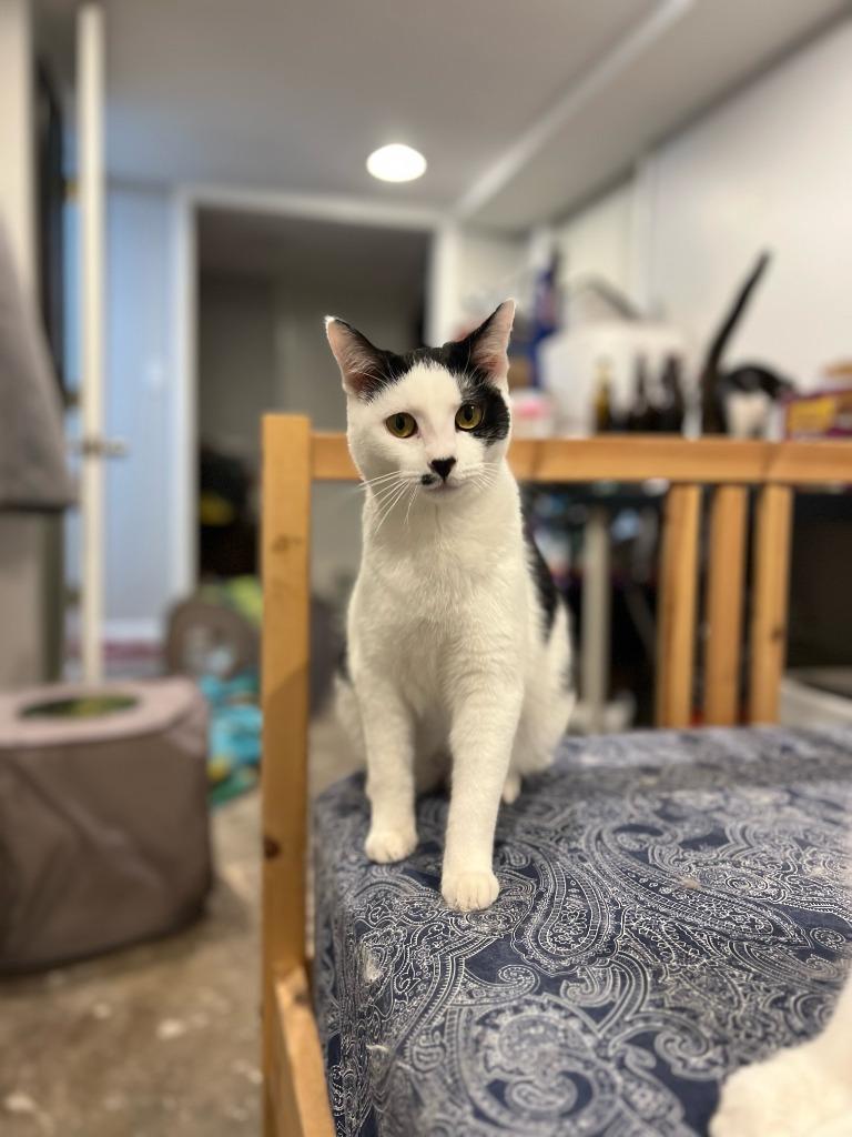 Enlarge Chance, a Adoptable mixed breed in Salt Lake City, UT image 2/6