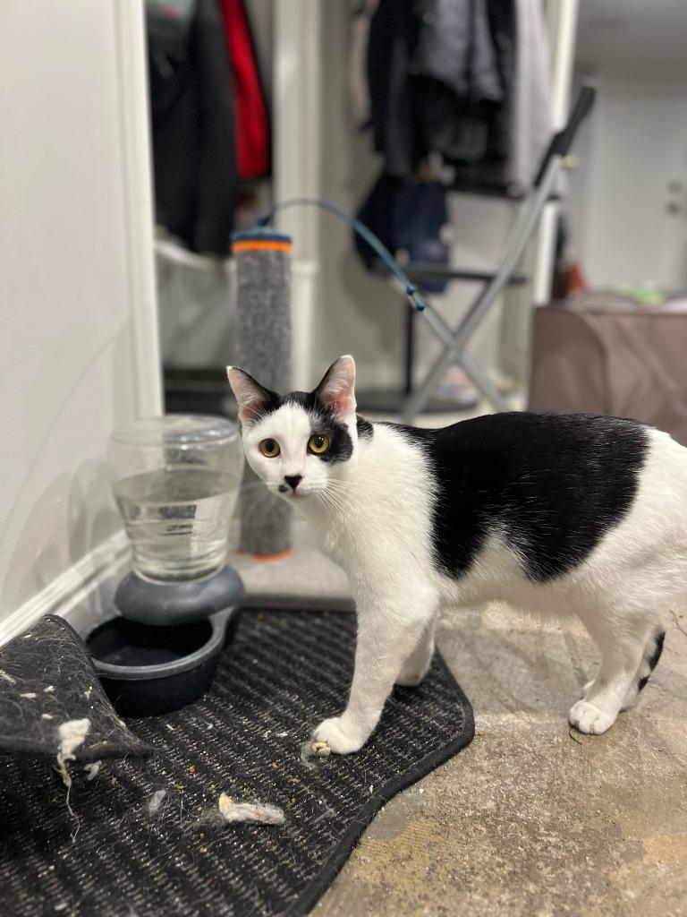 Enlarge Chance, a Adoptable mixed breed in Salt Lake City, UT image 4/6