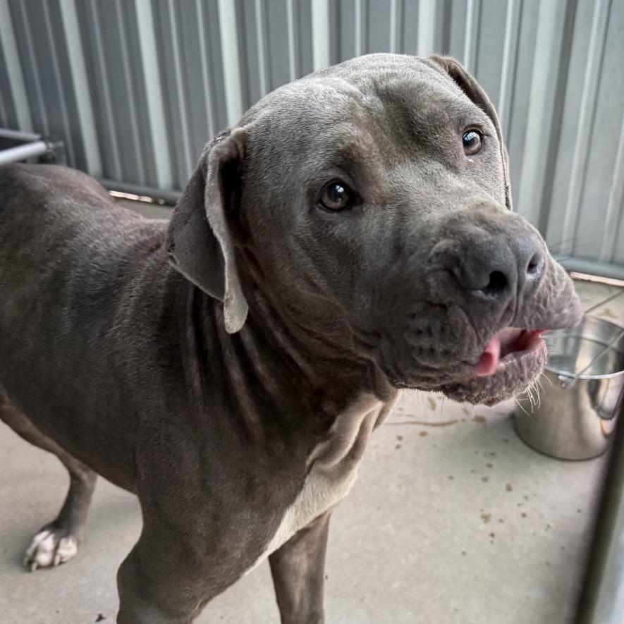 Devrim Kay, Adoptable, Adult Male Pit Bull Terrier & Mixed Breed.