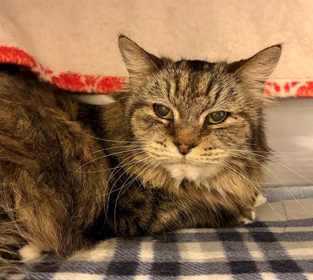 TINY SNOW TOES, Adoptable, Senior Female Domestic Long Hair.