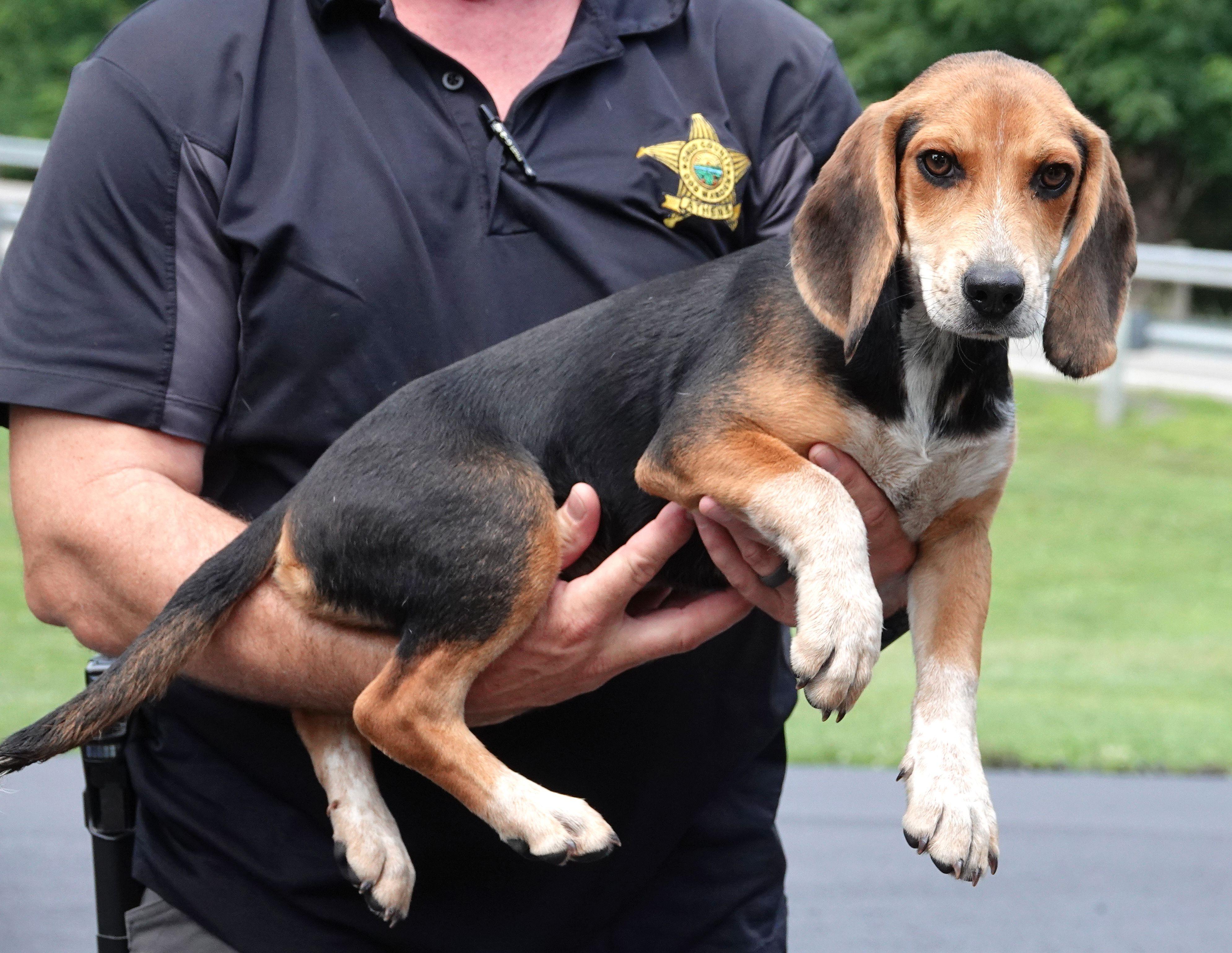Enlarge Tracker - ADOPTED, an adopted Beagle in Millfield, OH image 2/3