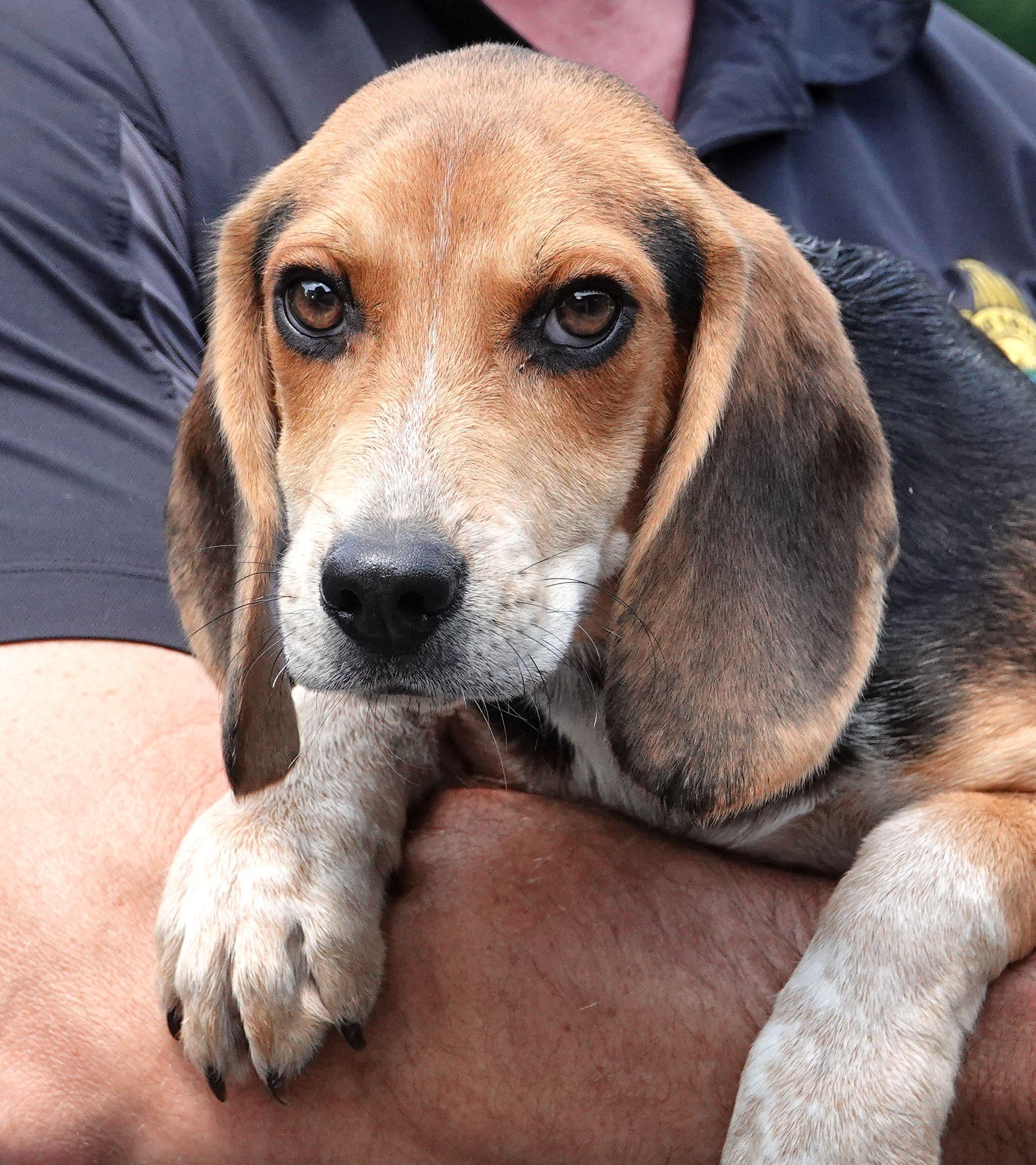 Tracker - ADOPTED, adopted, Puppy Male Beagle.