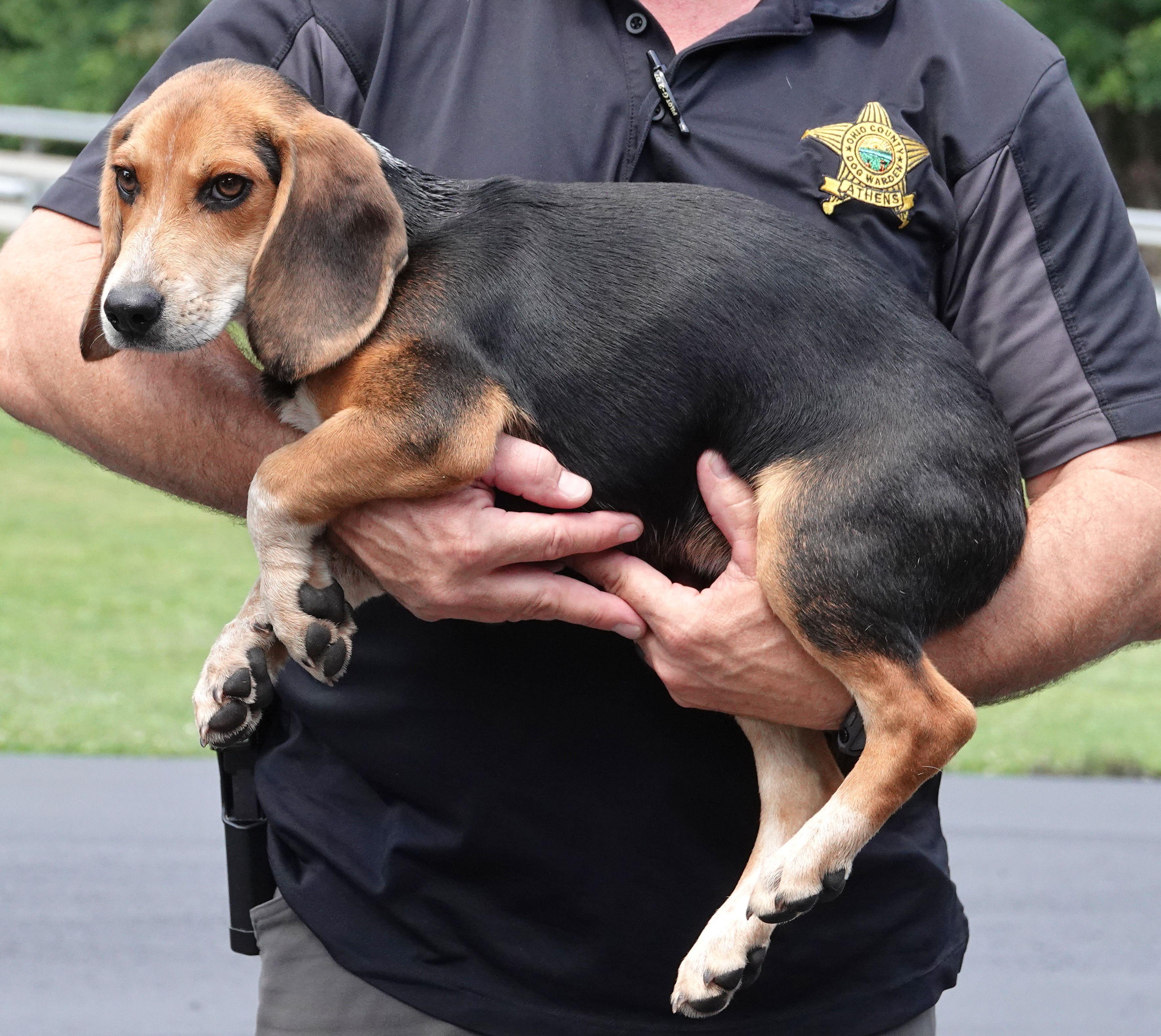 Enlarge Tracker - ADOPTED, an adopted Beagle in Millfield, OH image 3/3