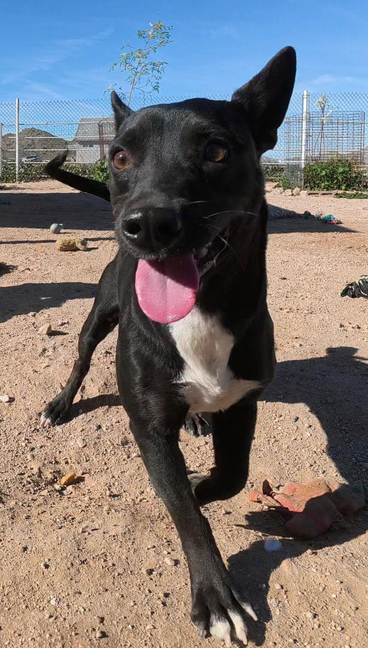 Enlarge Spirit, a Adopted Mixed Breed in Queen Creek, AZ image 1/3