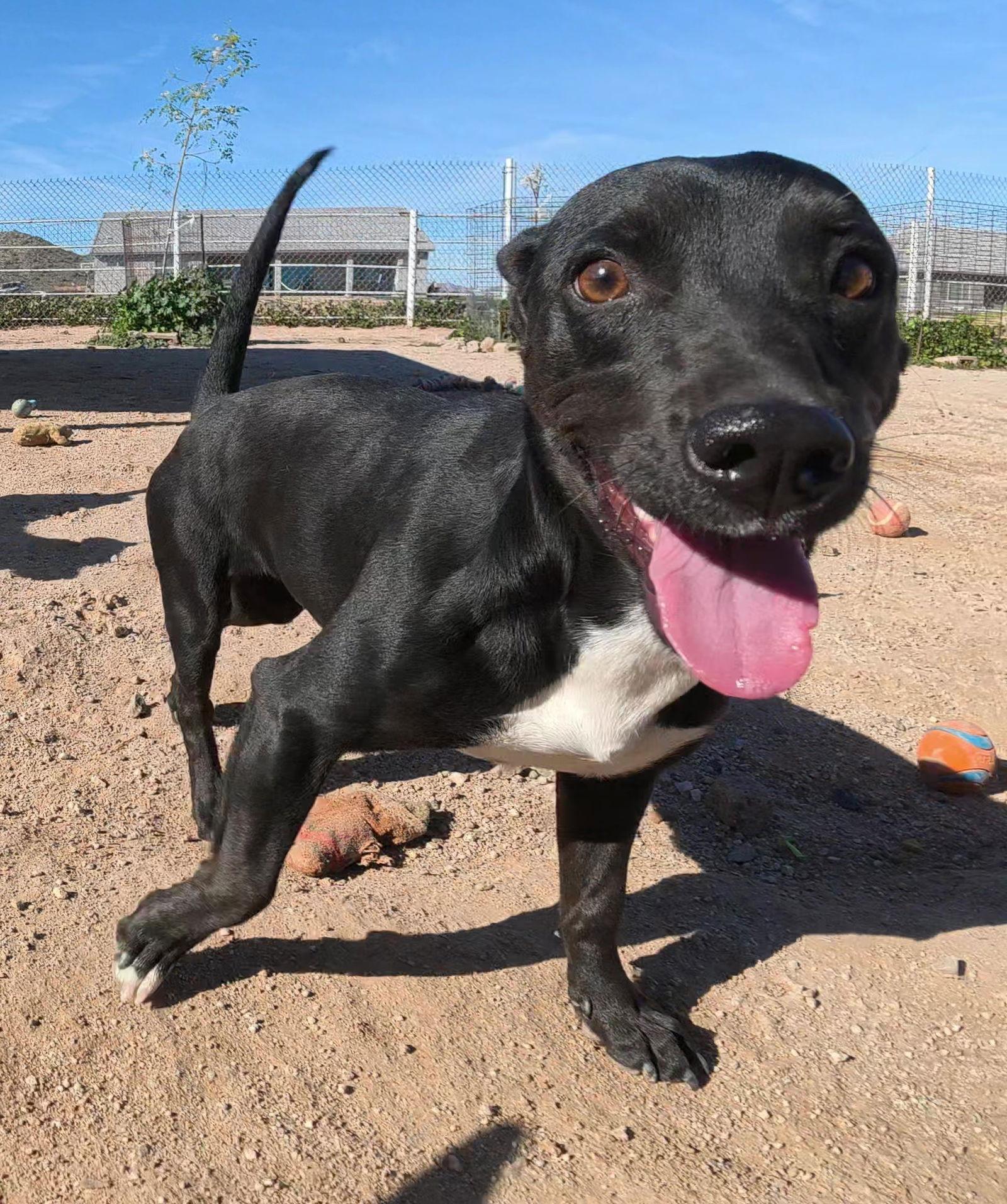 Enlarge Spirit, a Adopted Mixed Breed in Queen Creek, AZ image 2/3