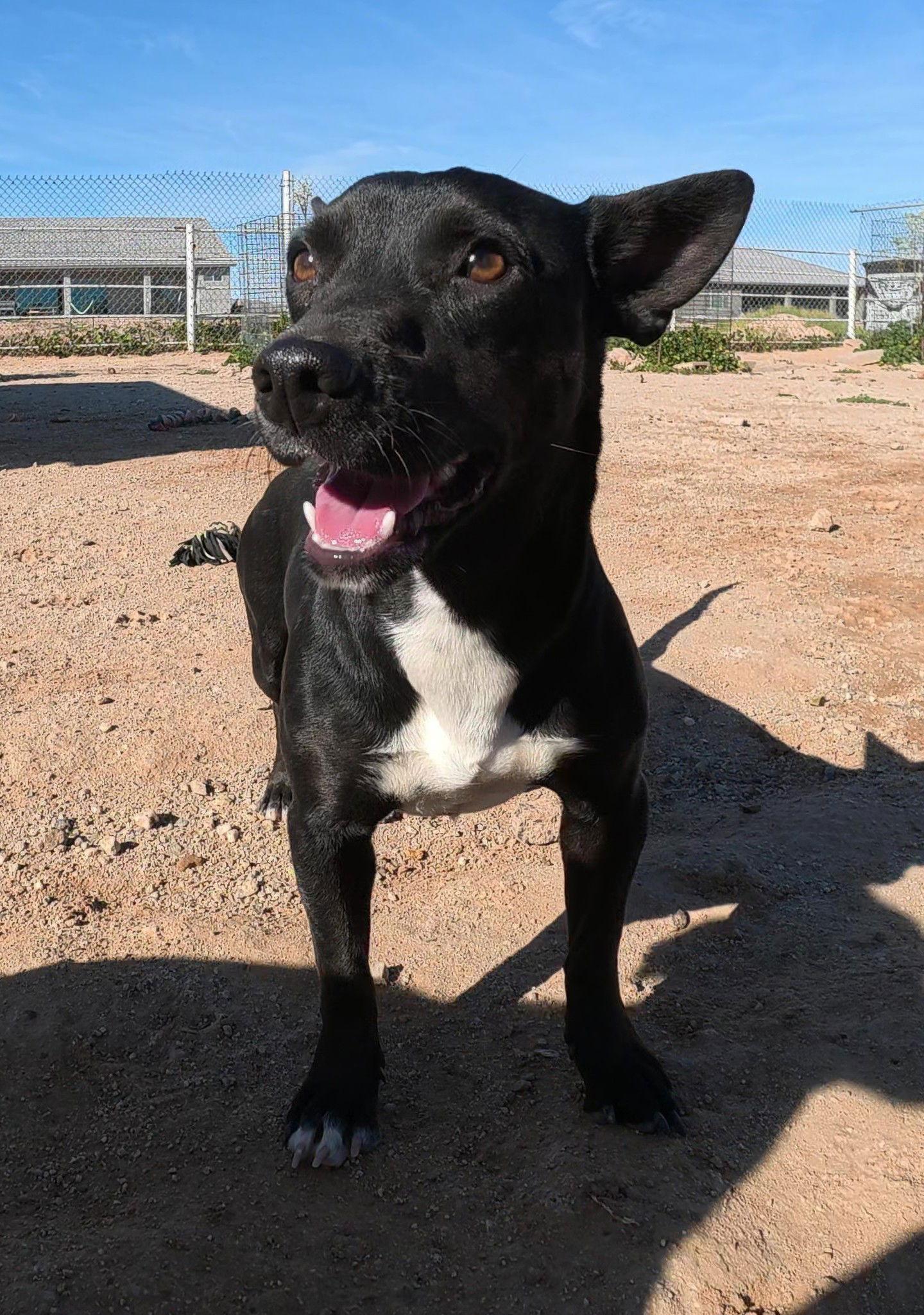 Enlarge Spirit, a Adopted Mixed Breed in Queen Creek, AZ image 3/3