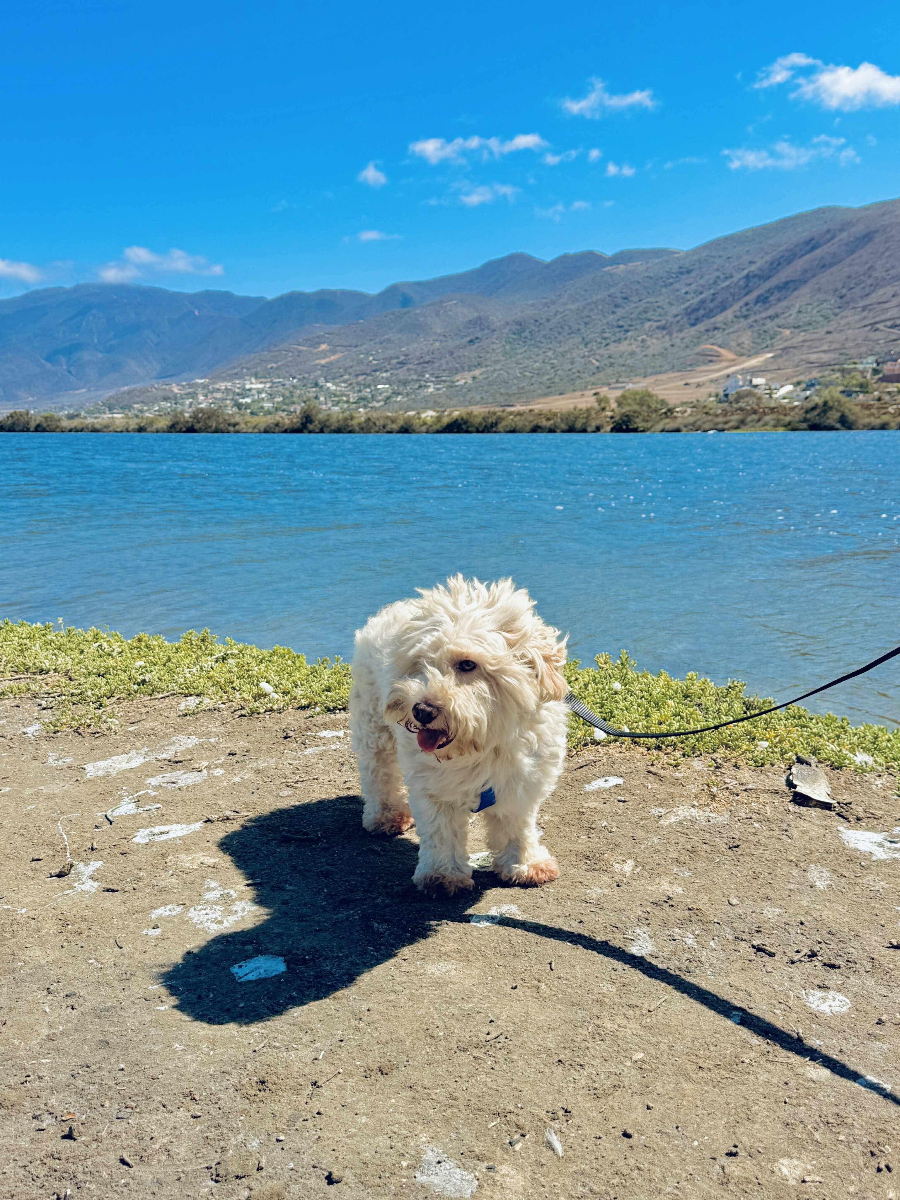 Nell, an adoptable Maltipoo in San Diego, CA, 92120 | Photo Image 2