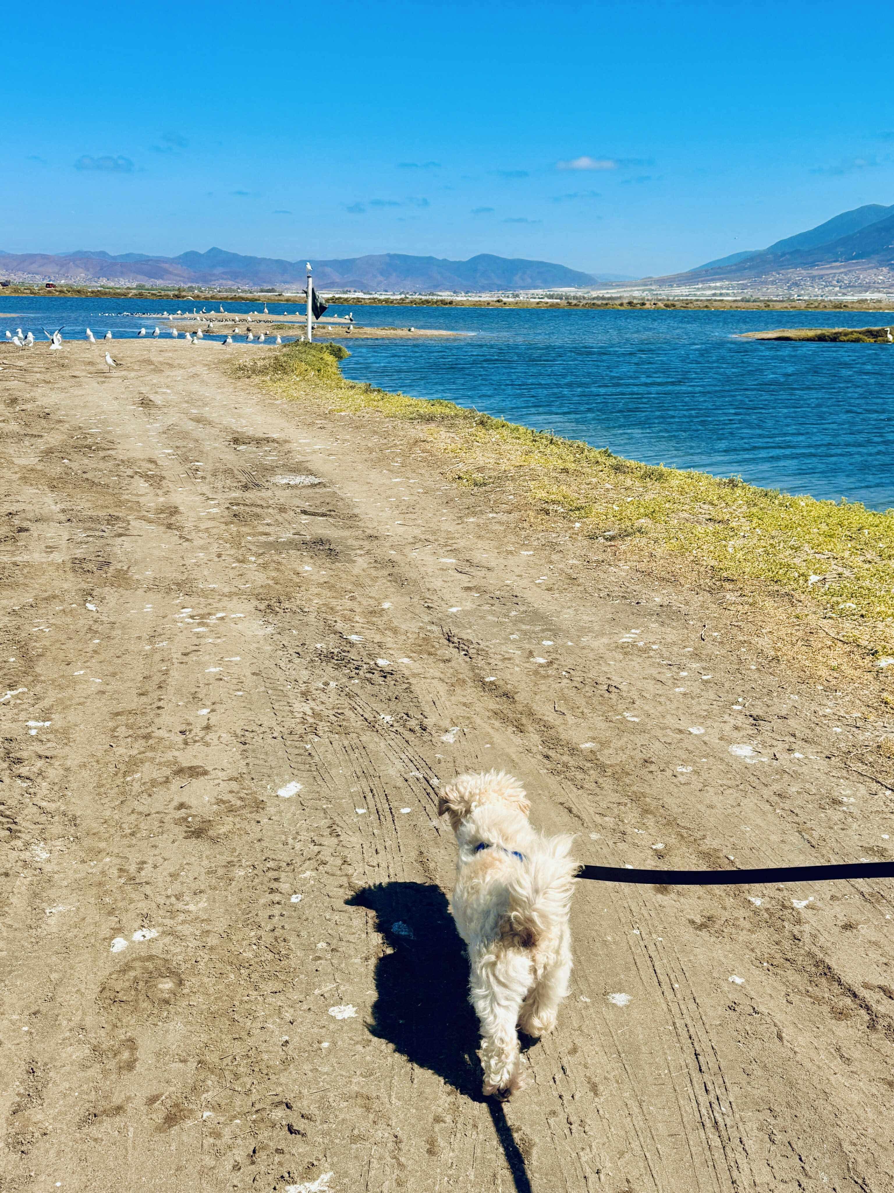 Nell, an adoptable Maltipoo in San Diego, CA, 92120 | Photo Image 3