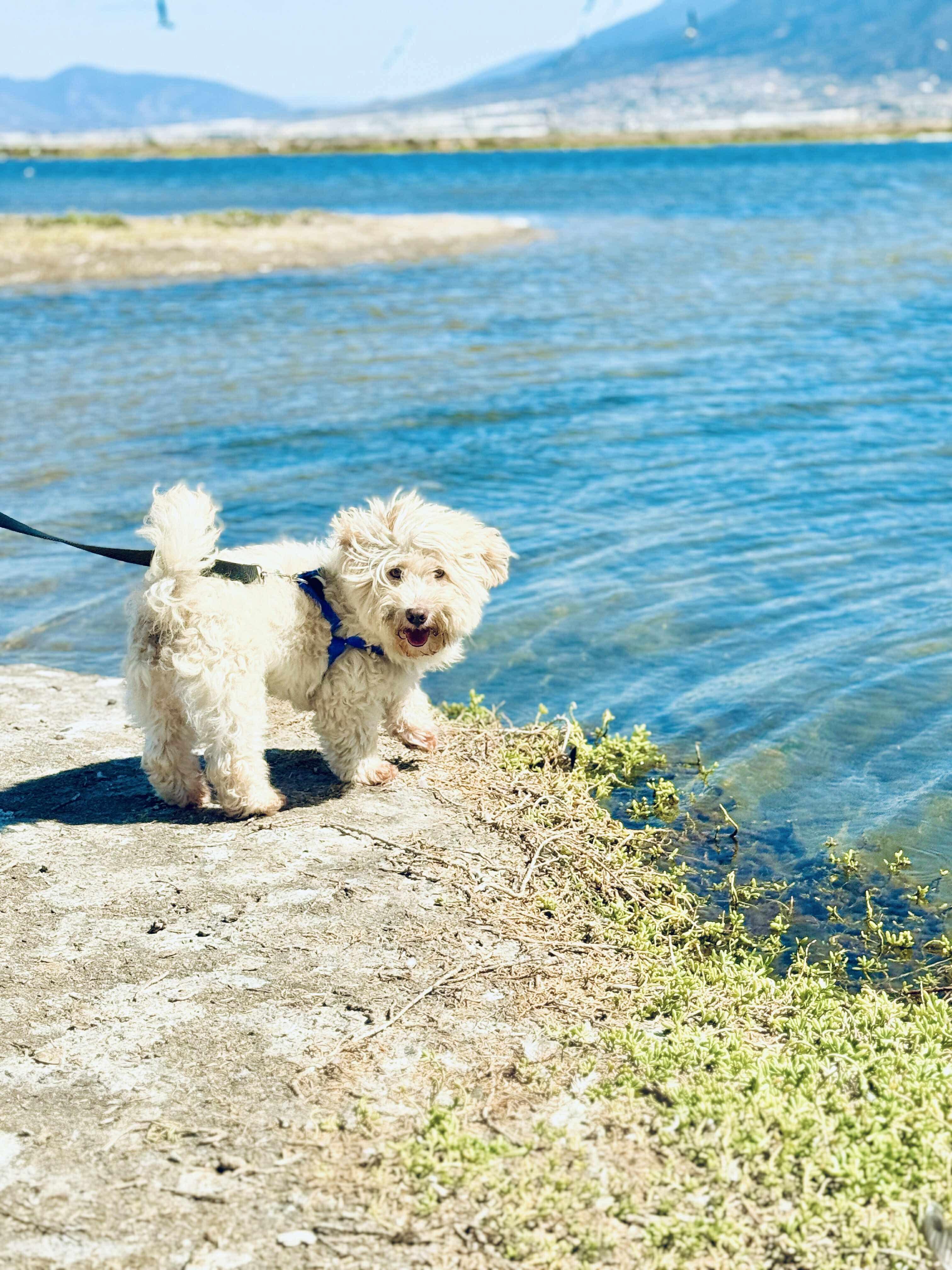 Nell, an adoptable Maltipoo in San Diego, CA, 92120 | Photo Image 4