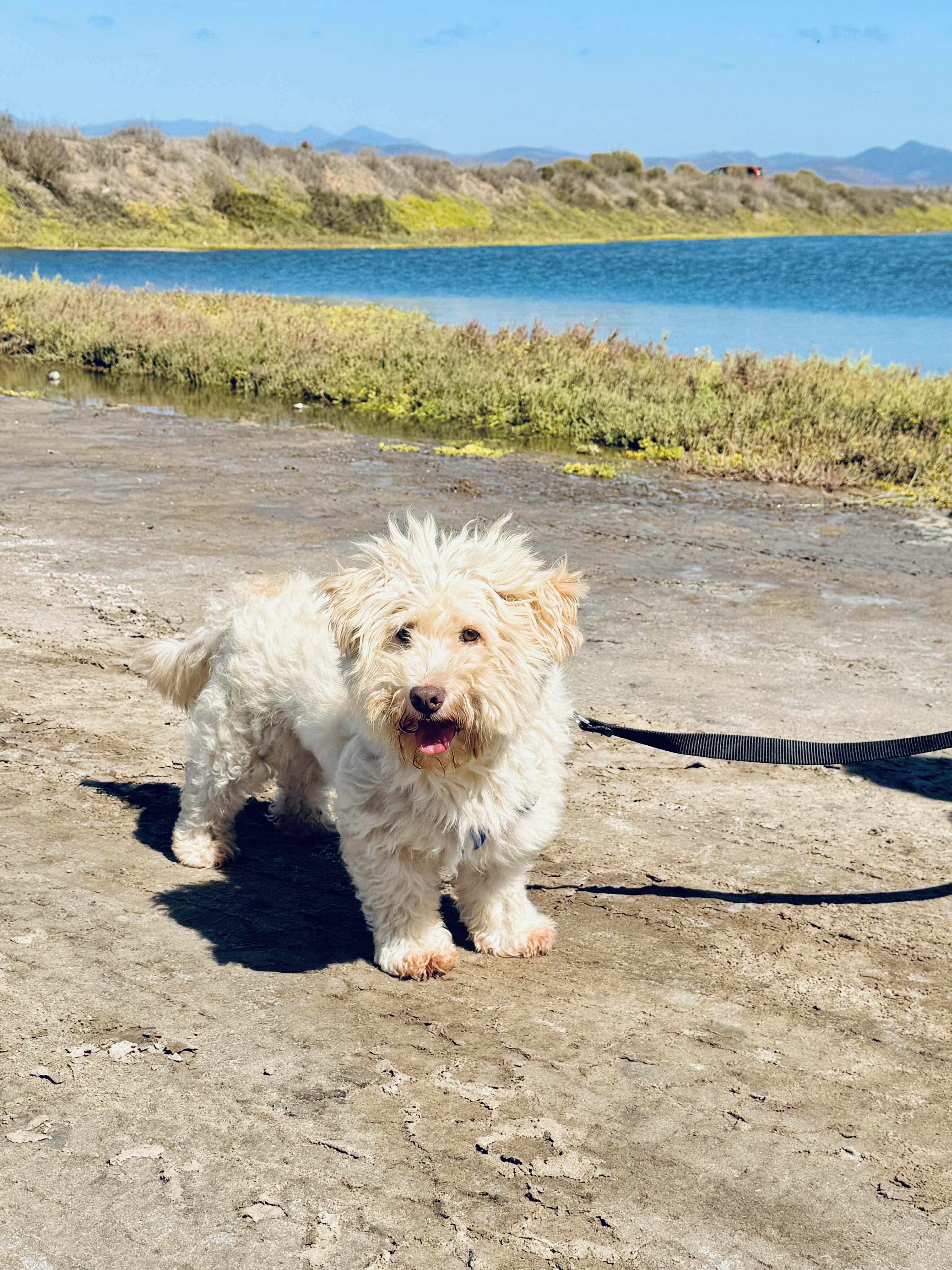 Nell, an adoptable Maltipoo in San Diego, CA, 92120 | Photo Image 1