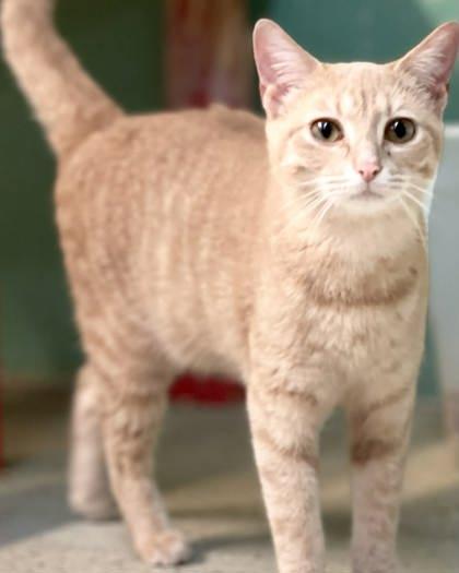 Ziggy — thumbnail 4