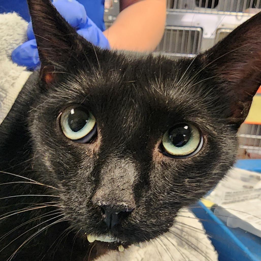 Enlarge Morgan, a Adoptable Domestic Short Hair in Greenville, SC image 1/3