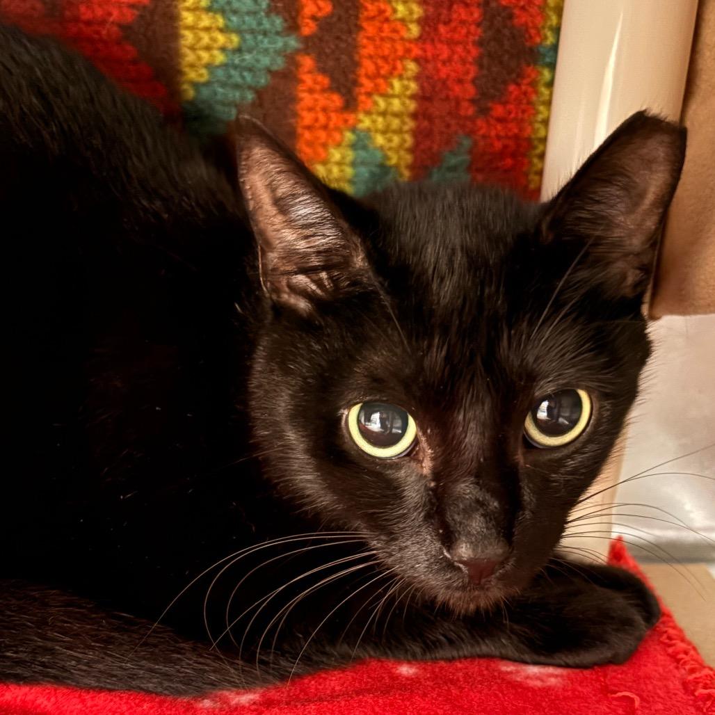 Enlarge Morgan, a Adoptable Domestic Short Hair in Greenville, SC image 2/3