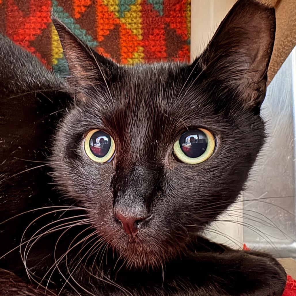 Enlarge Morgan, a Adoptable Domestic Short Hair in Greenville, SC image 3/3