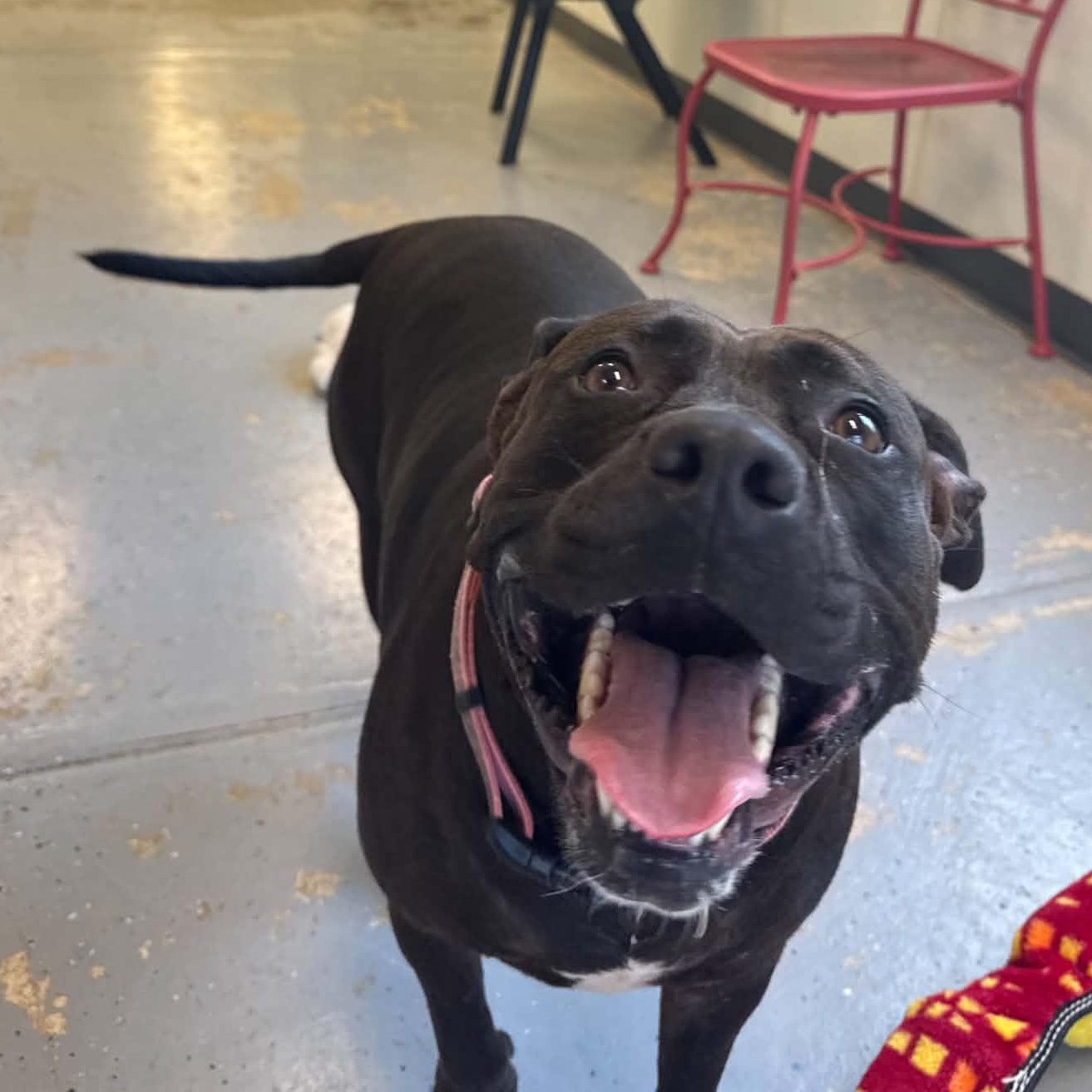 Hailey, Adoptable, Adult Female Pit Bull Terrier.