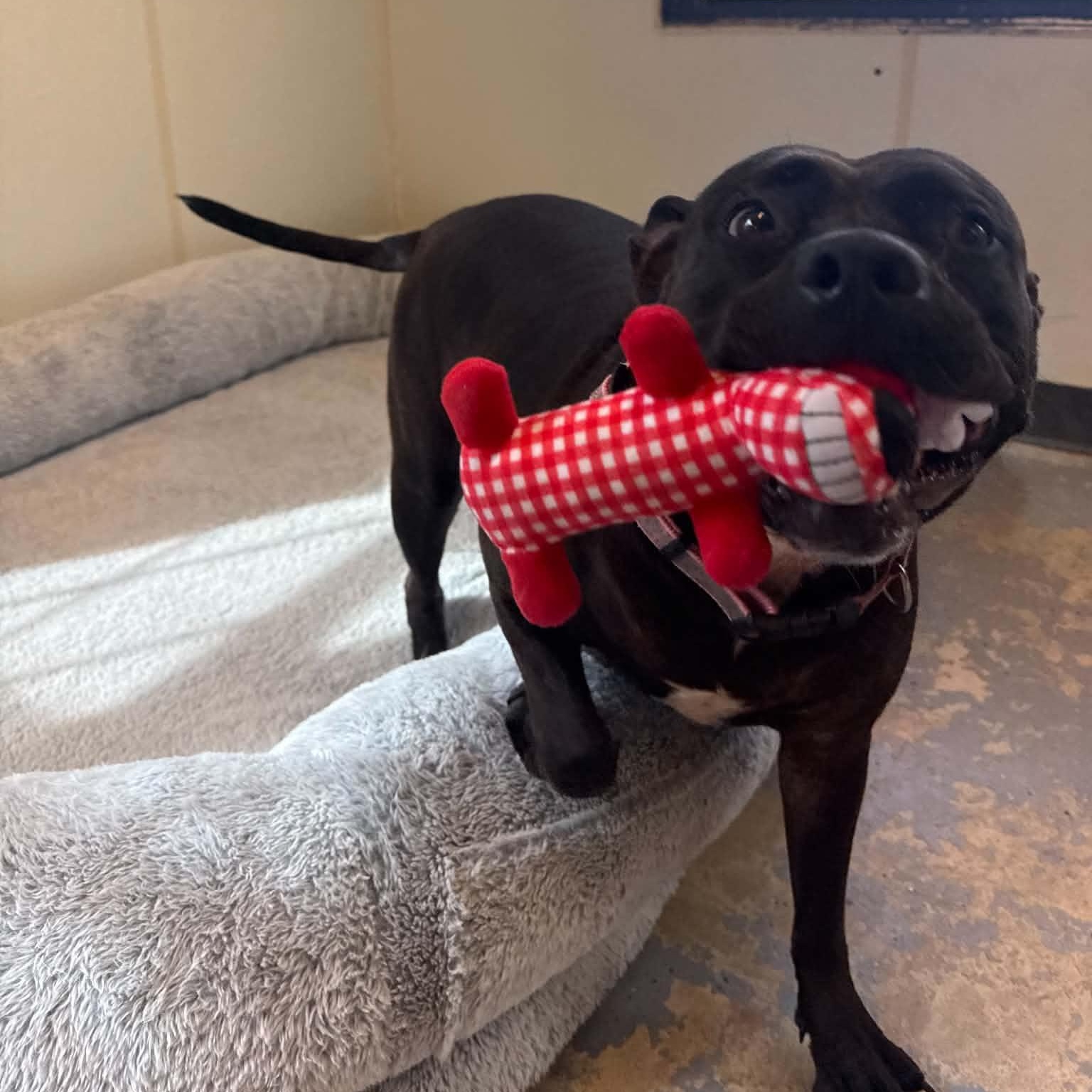 Enlarge Hailey, a Adoptable mixed breed in Martinsville, IN image 2/4