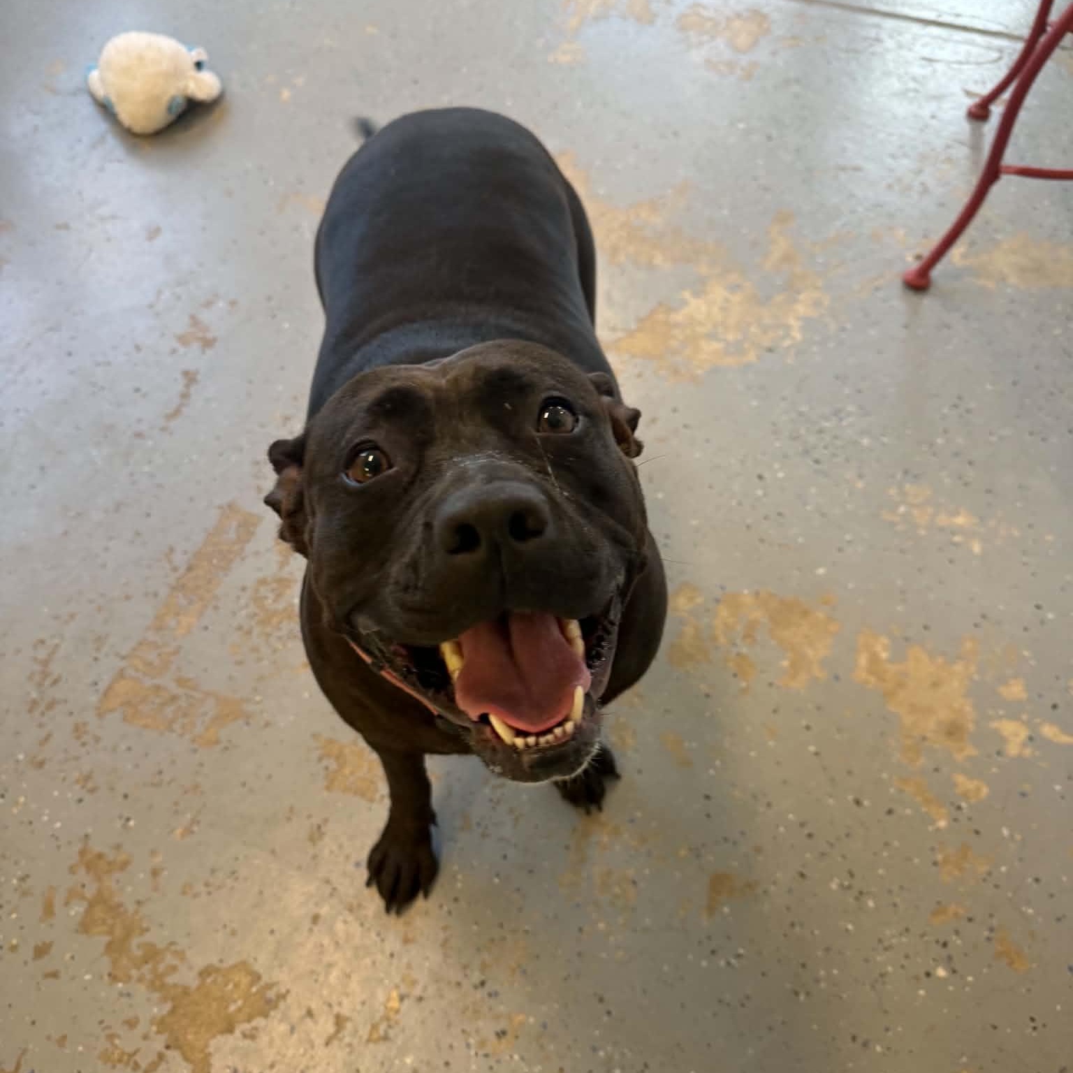 Enlarge Hailey, a Adoptable mixed breed in Martinsville, IN image 4/4