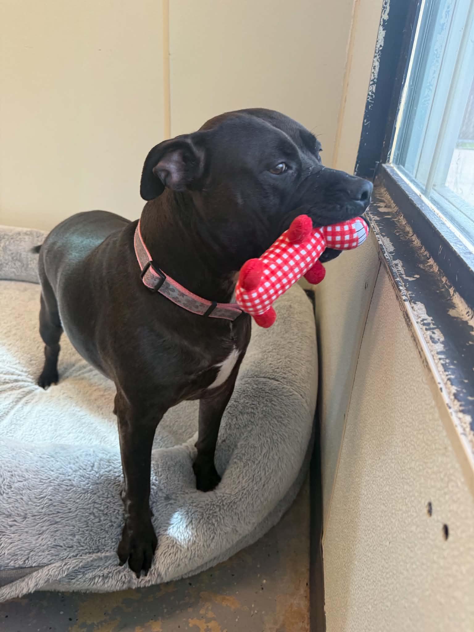 Enlarge Hailey, a Adoptable mixed breed in Martinsville, IN image 3/4